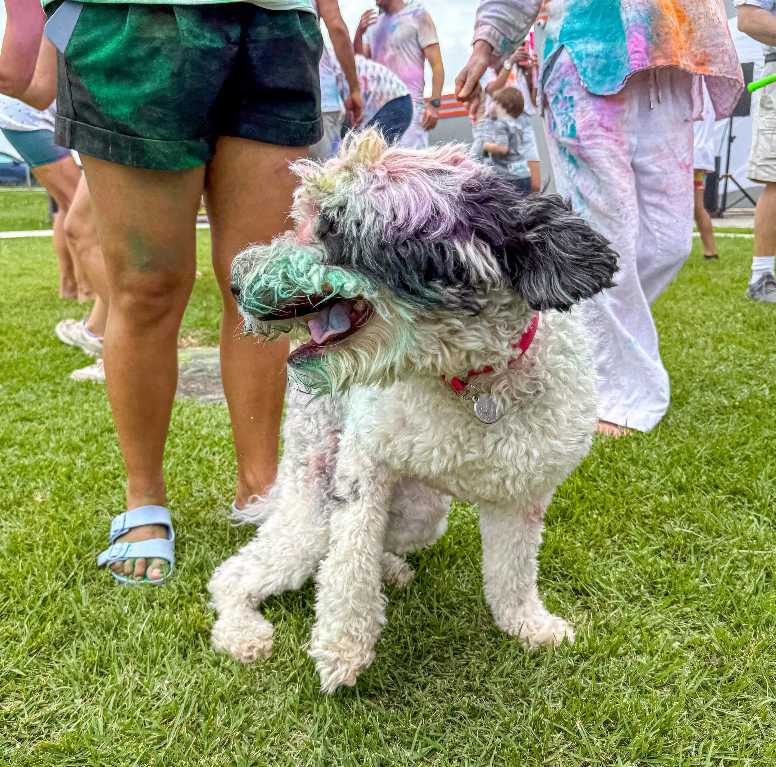 A large white and black curly-haired dog with colorful paint on its face, sitting on green grass at a festival. Several people are around, with some wearing tie-dye clothing.