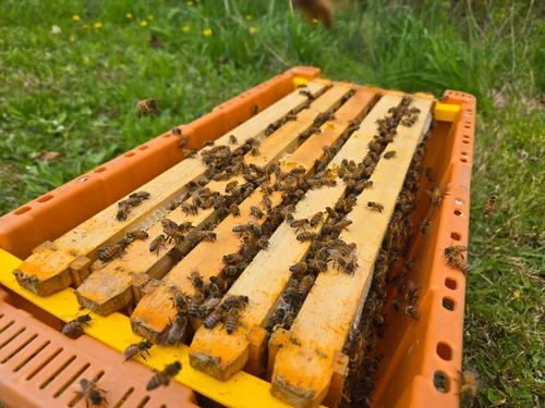 5 Frame Overwintered Nucleus Bees