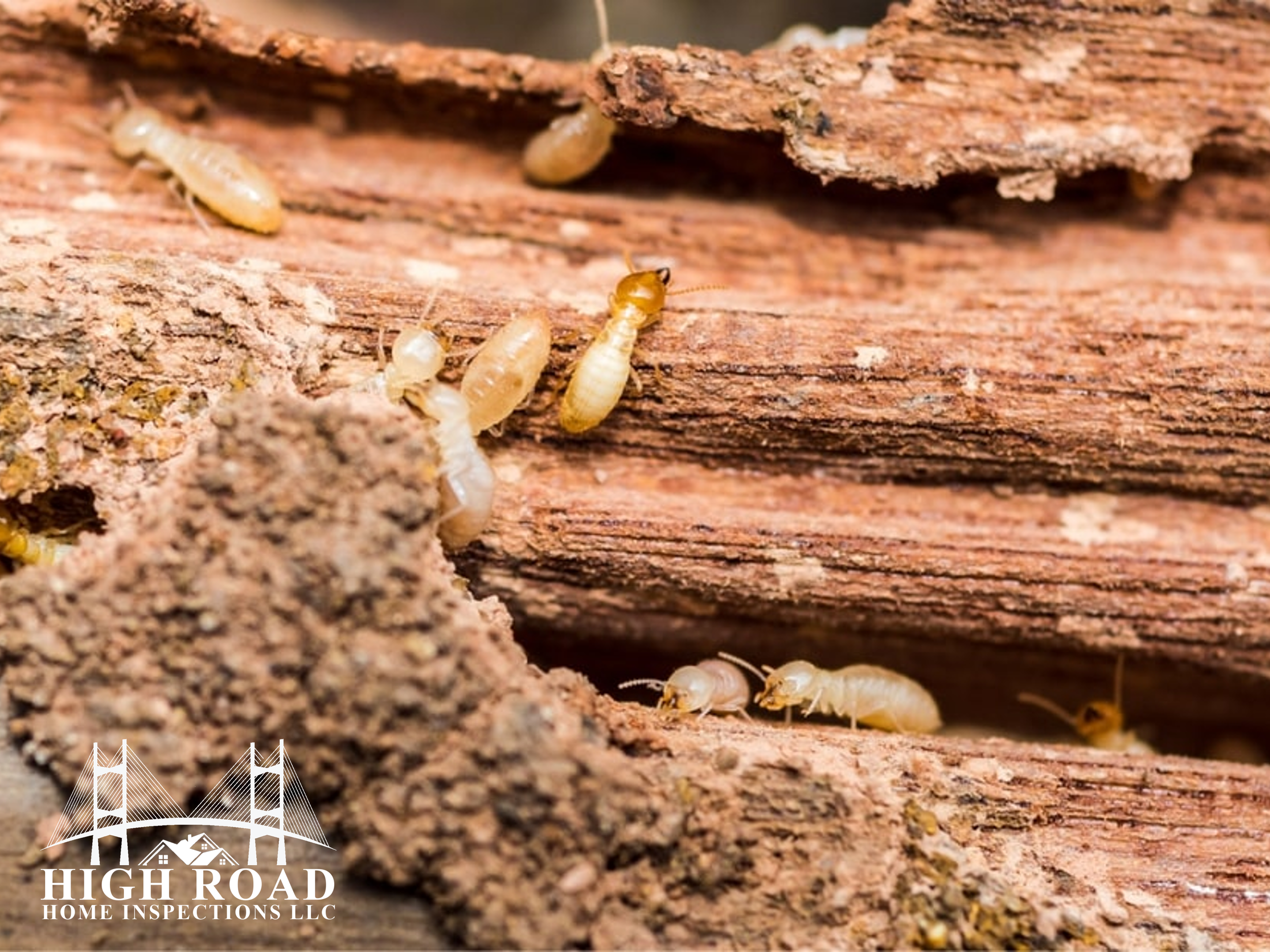 Termite Season Is Coming: Why Adding a WDO Inspection to Your Home Inspection in March Matters