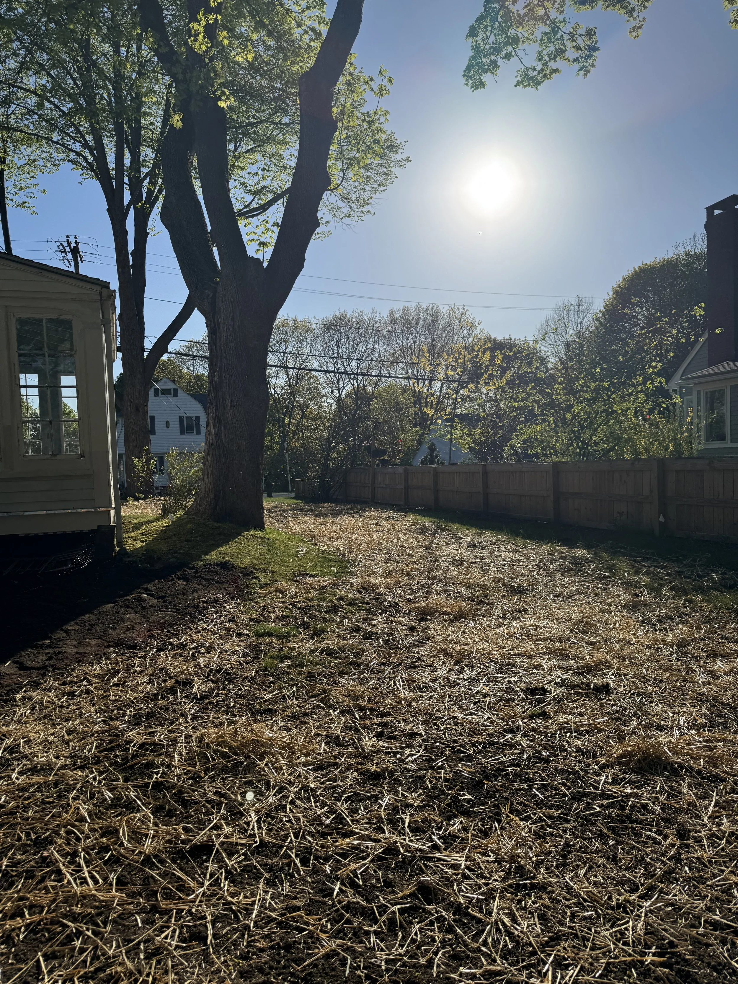 A backyard with a large tree, a wooden fence, and houses in the background. The ground appears to have been recently tilled or turned over, with straw or mulch covering the soil. The sky is clear and the sun is shining brightly.