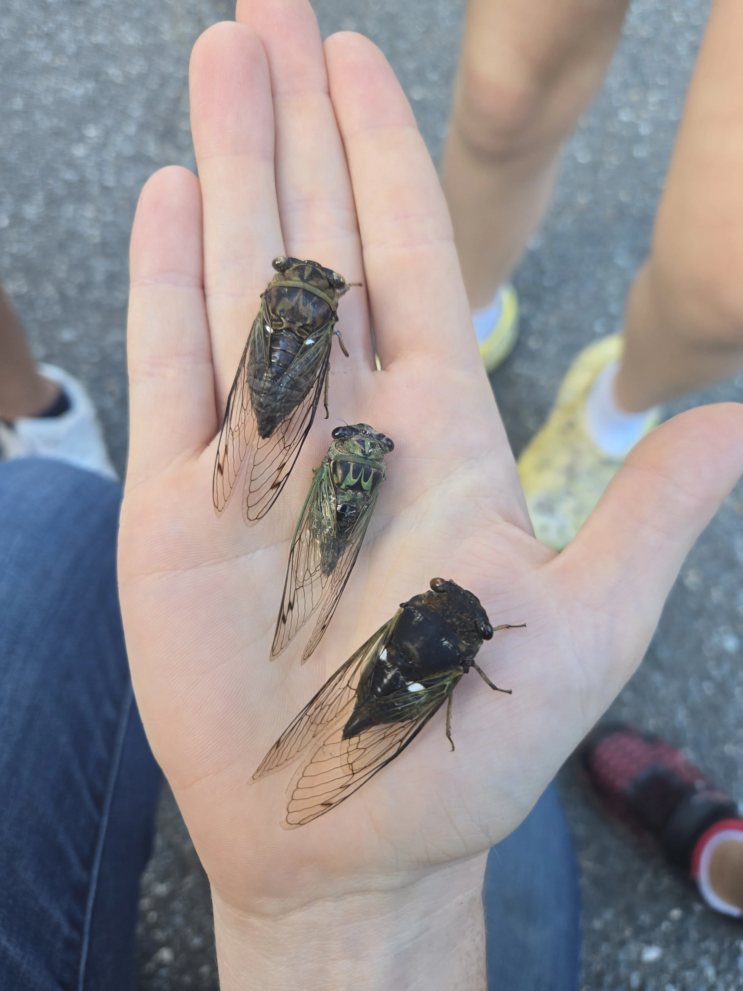 3 Varieties of Cicadas (my favorite bug!)
