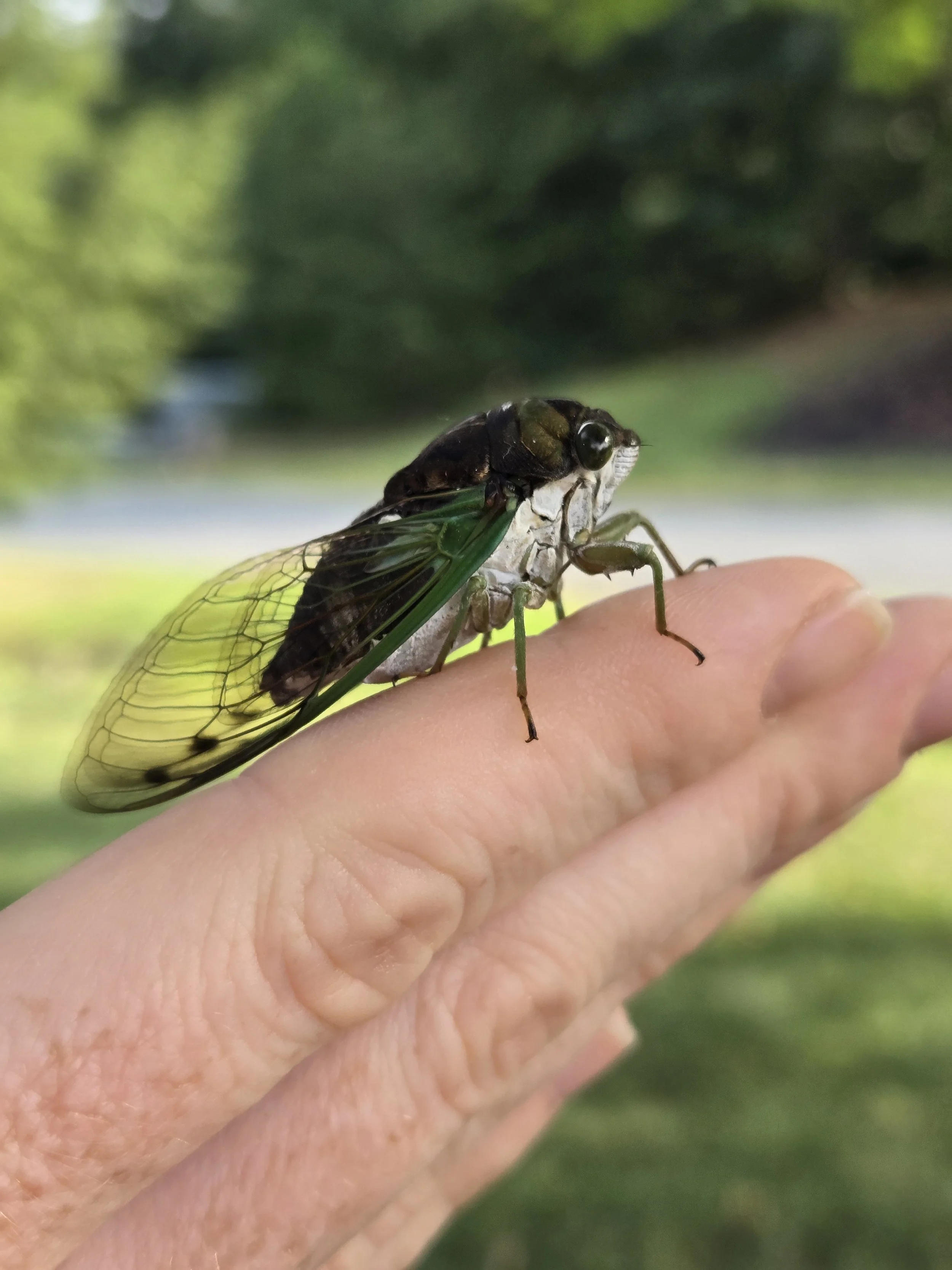 I LOVE Cicadas