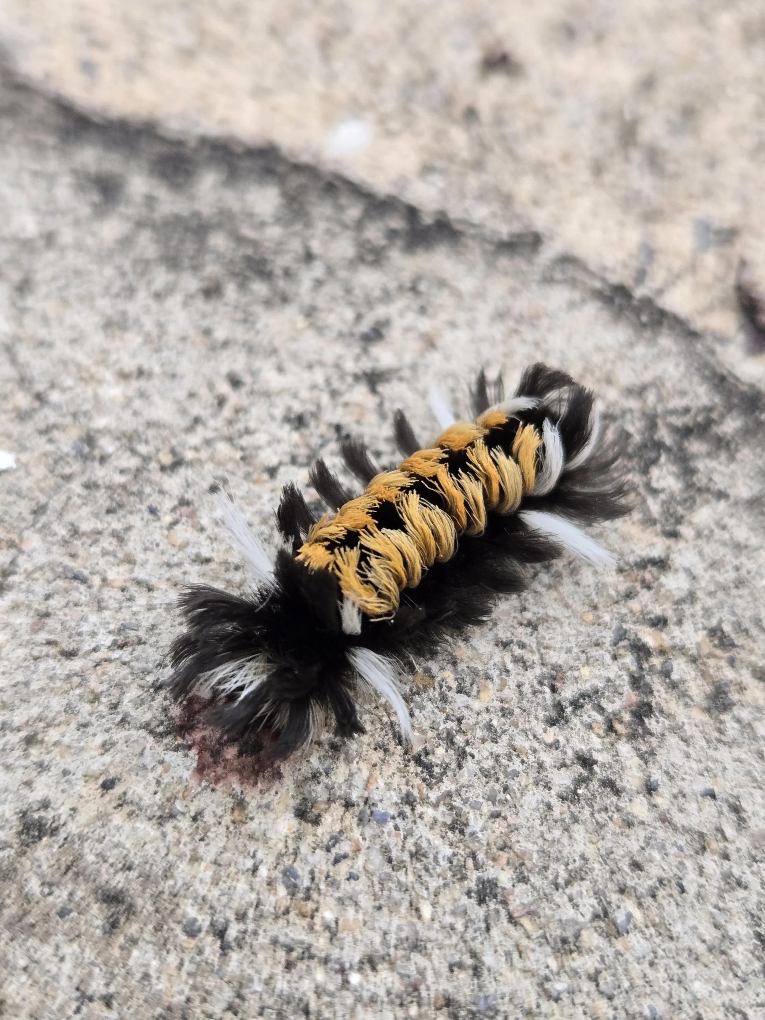 Help me ID this fuzzy guy!