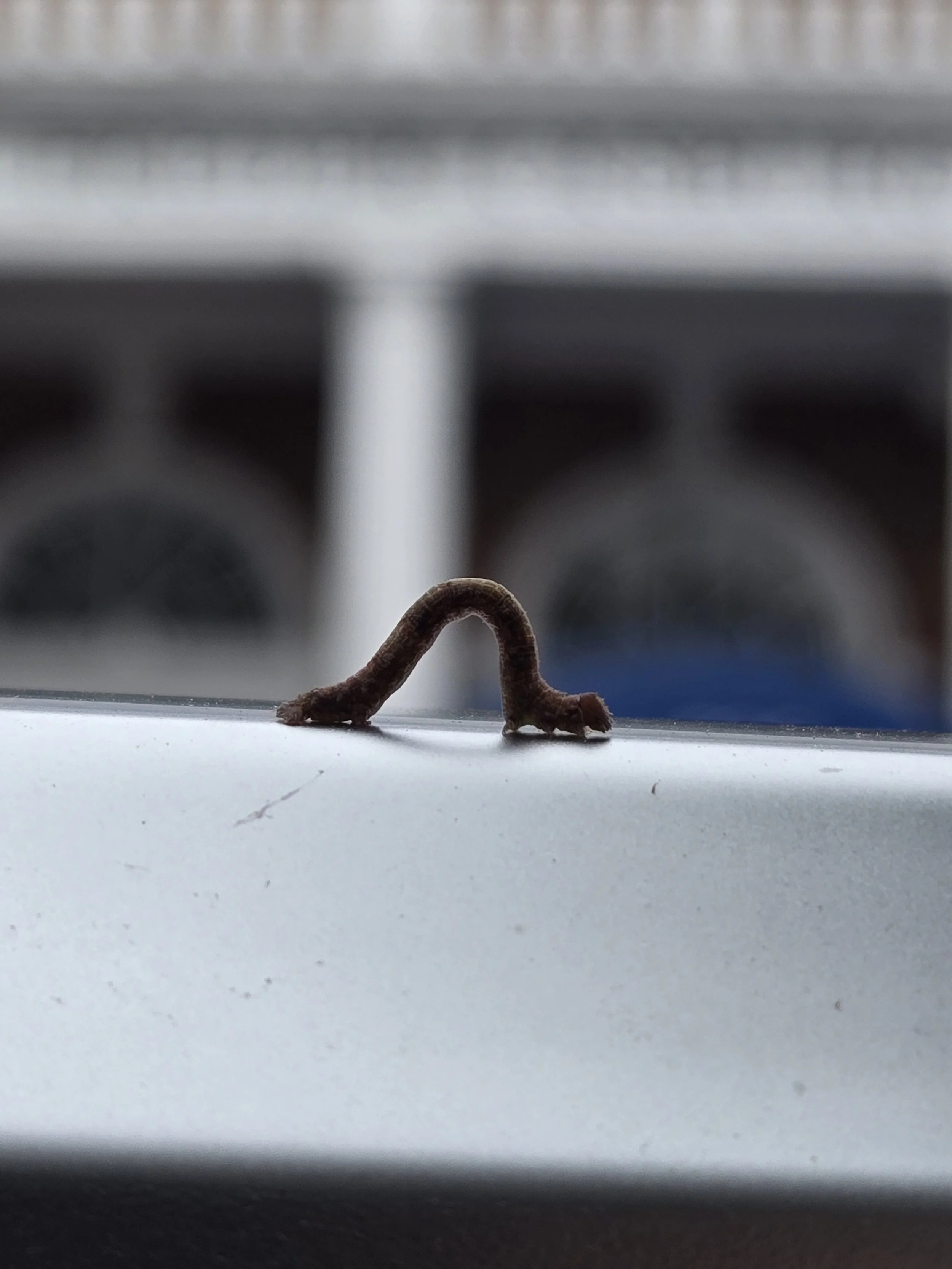 Inchworm