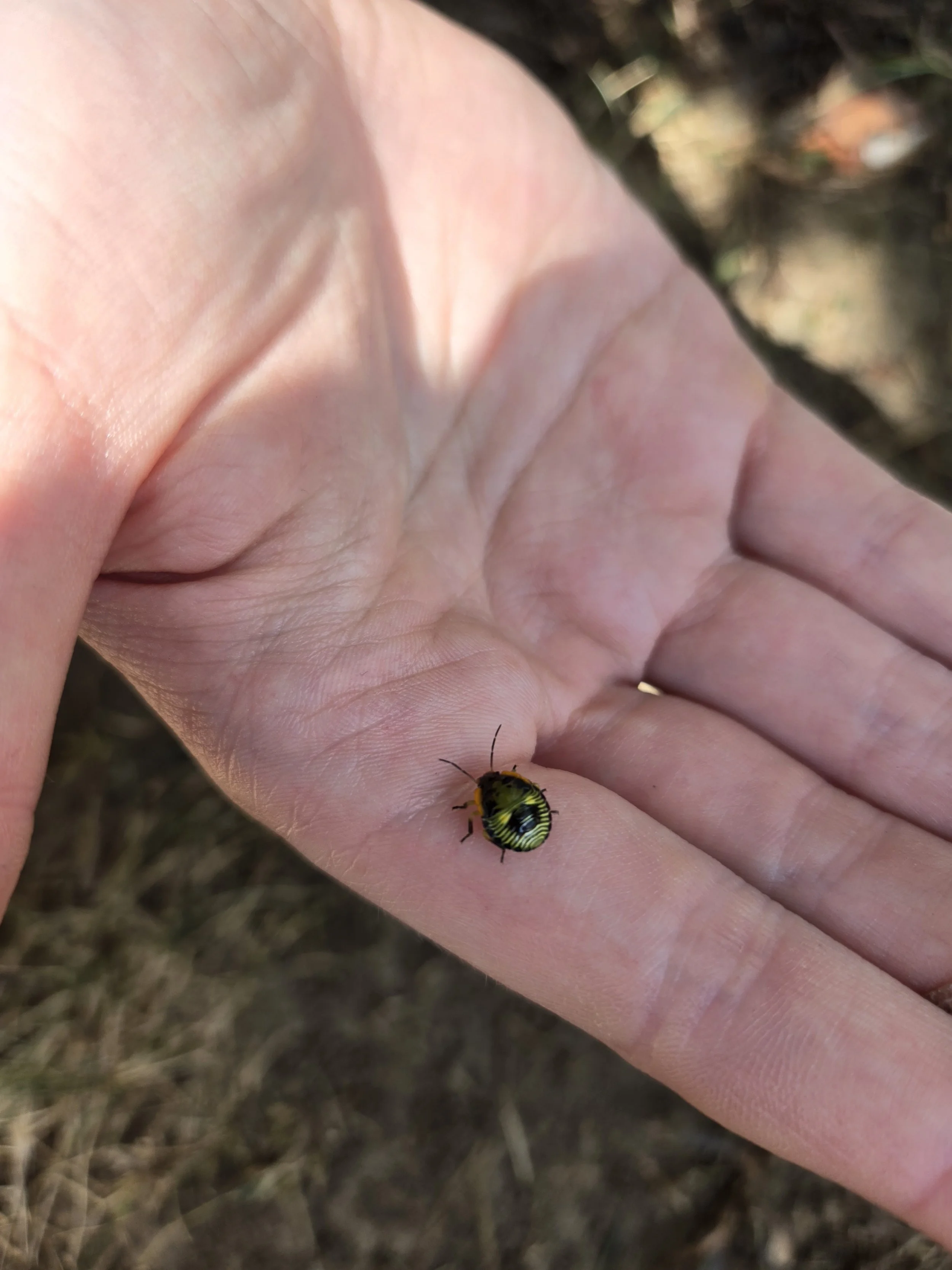 Still not sure what this little guy is!