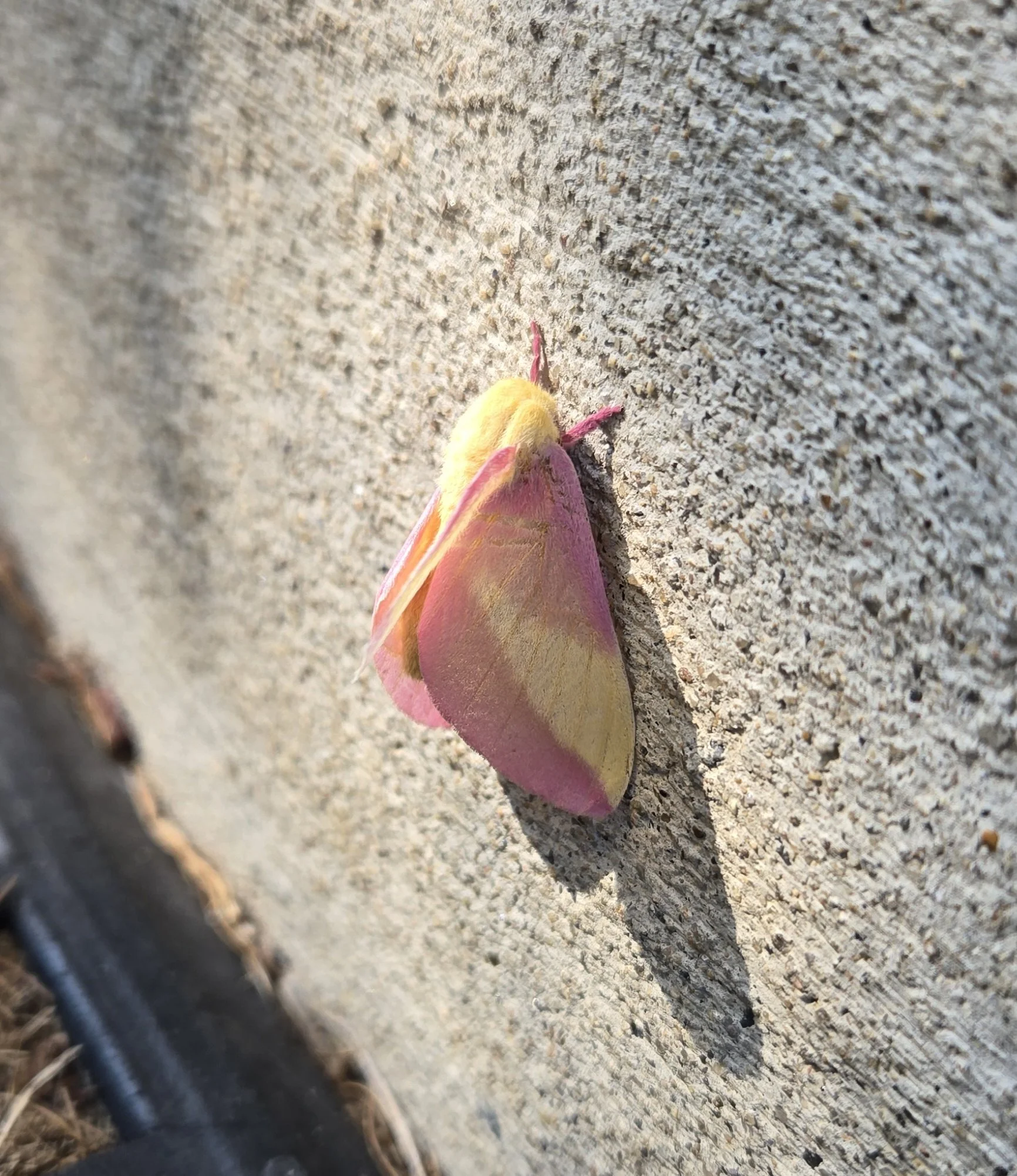 A Rosy Maple Moth (the pink lemonade of moths!)