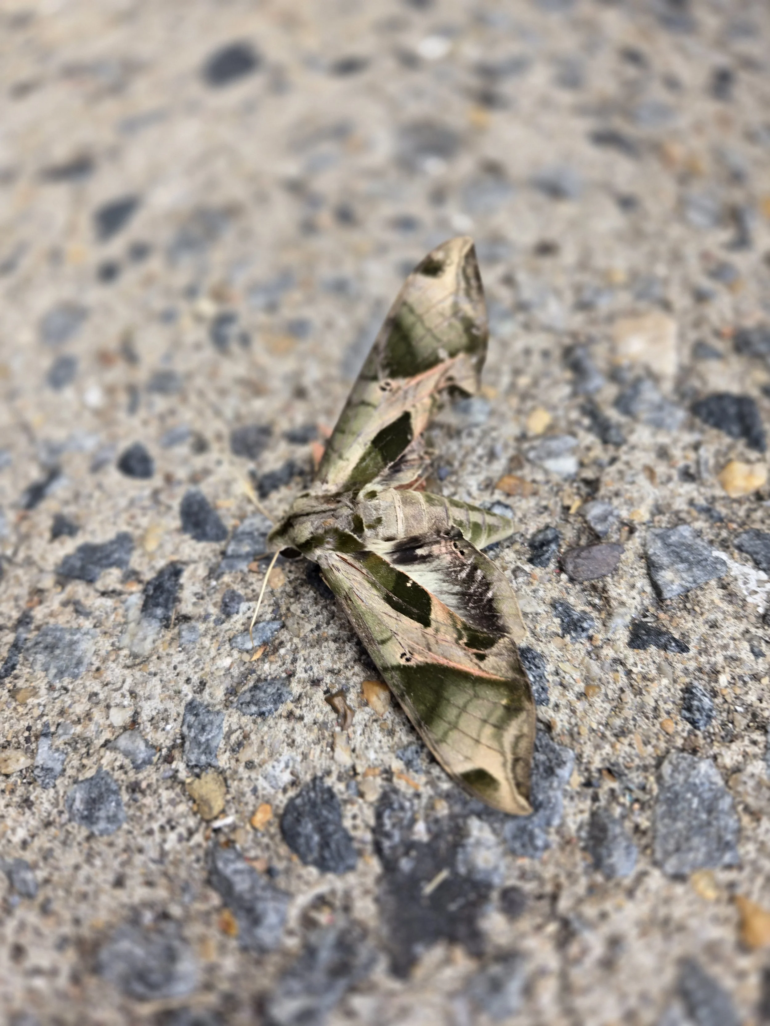 Pandora Sphinx Moth