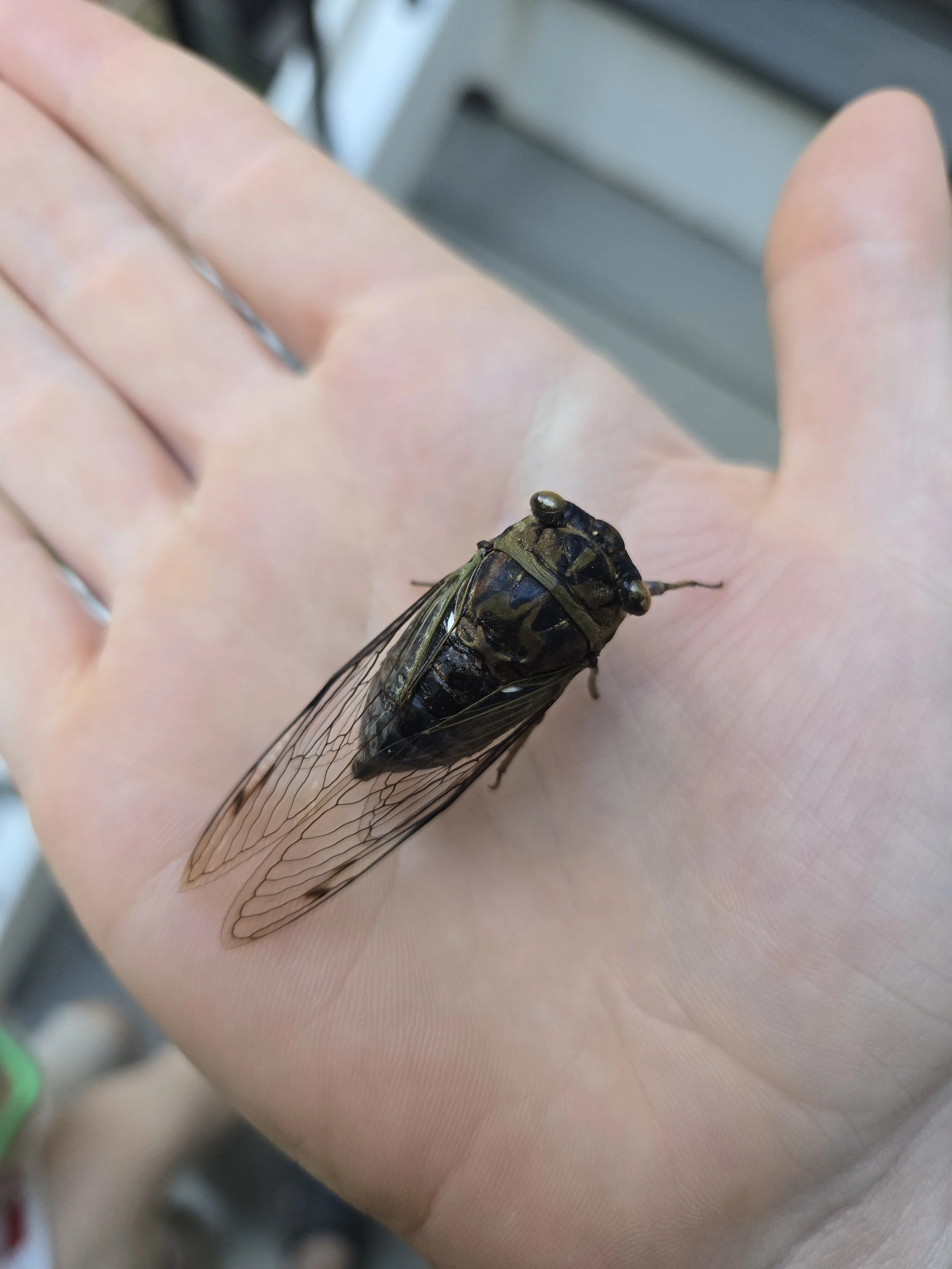 Cicada!