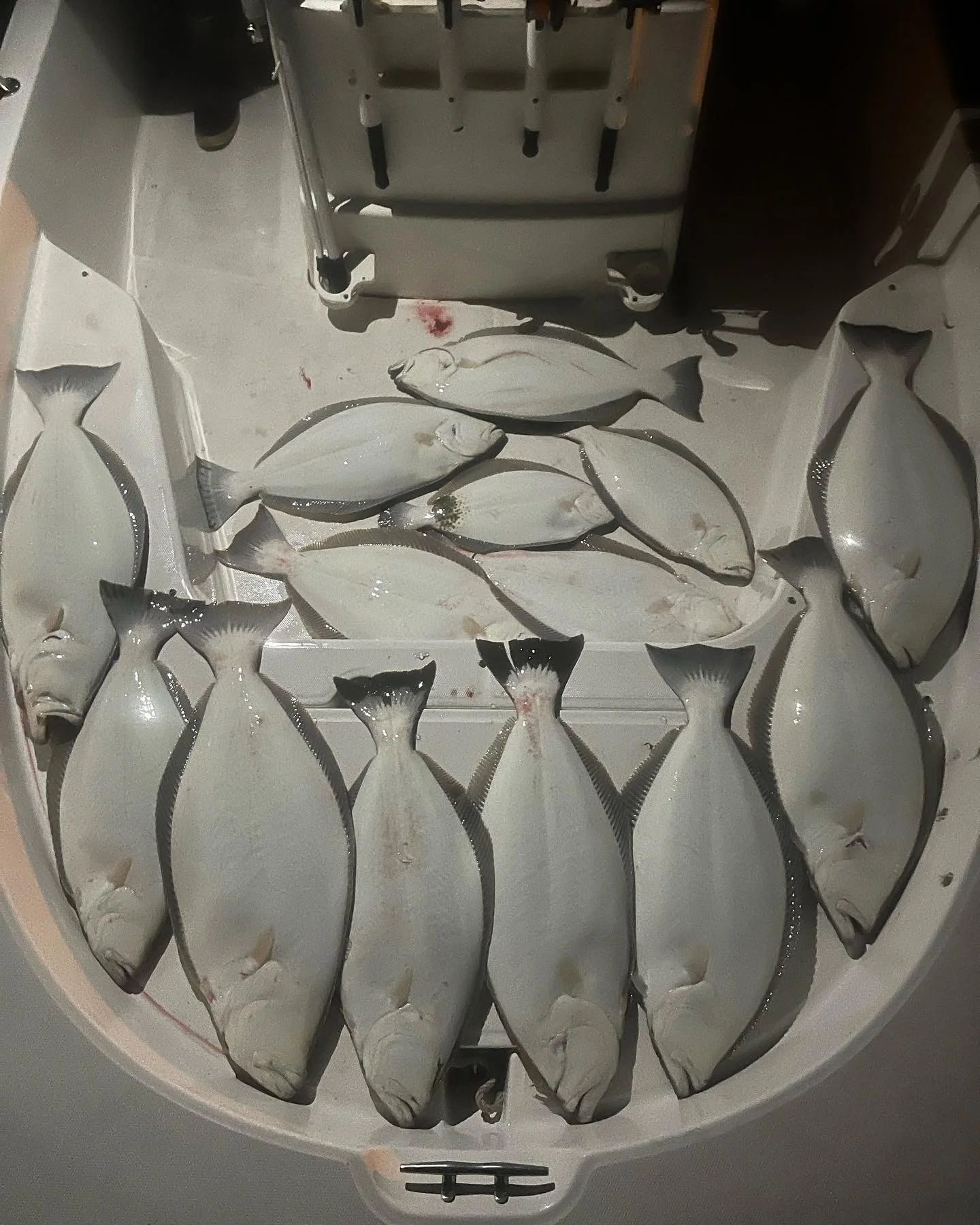 Special orders available! DM