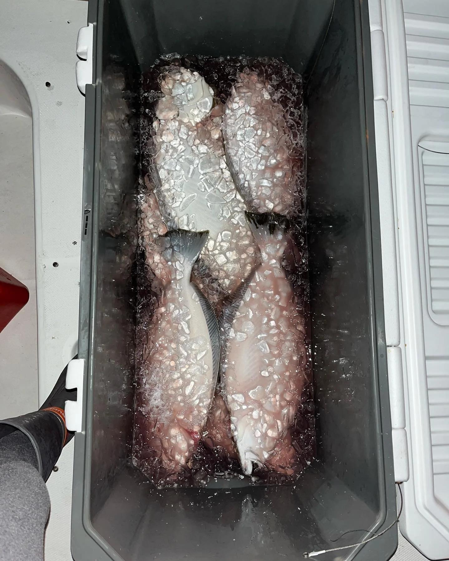 I have 6 fish ranging from 5 to 17 pounds for sale. 10$ a pound. I can only sell the whole fish. Let me know if you&rsquo;d like to buy one. Send a message or call me 415-450-5174