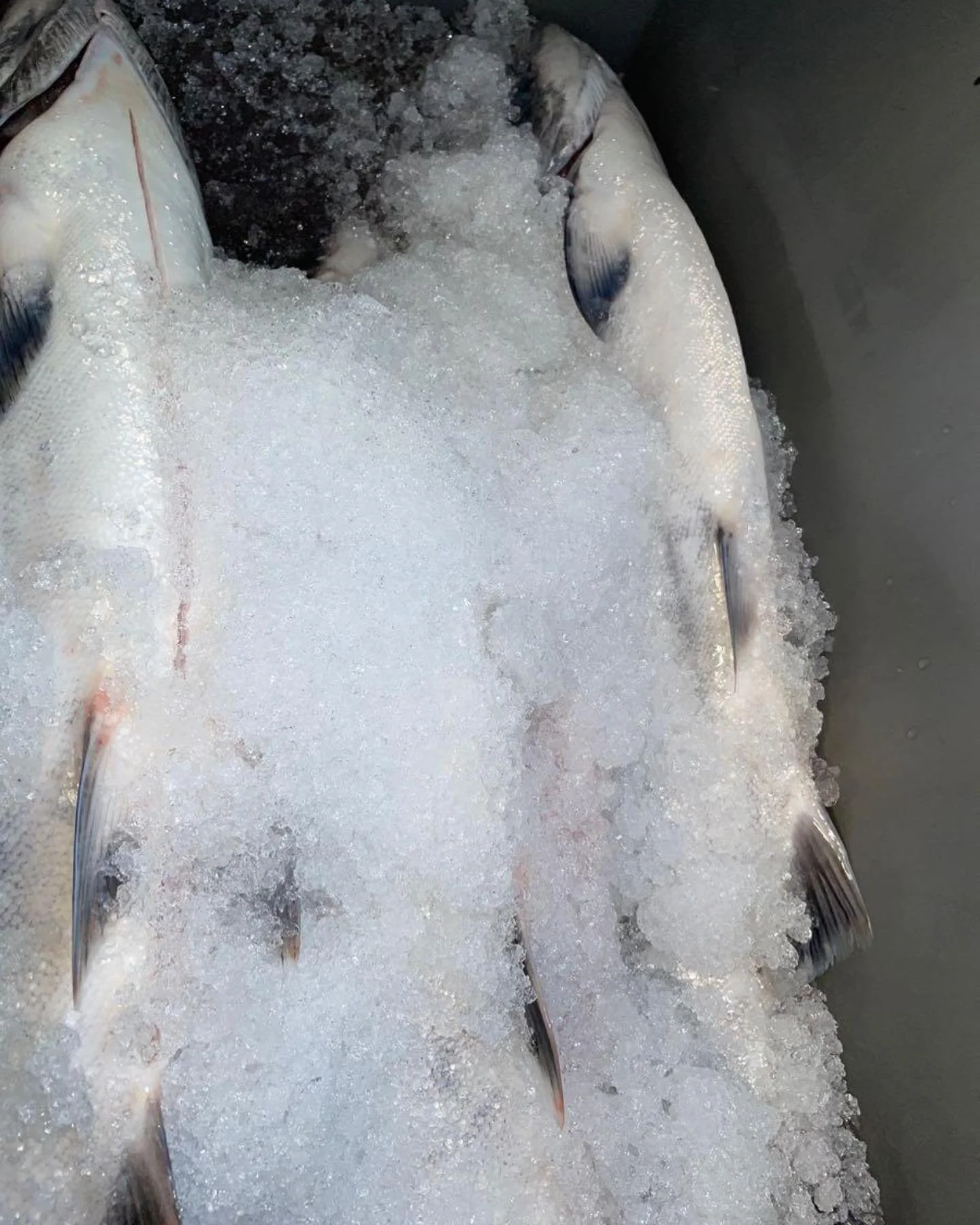 We keep our fish on ice for the maximum freshness and taste.