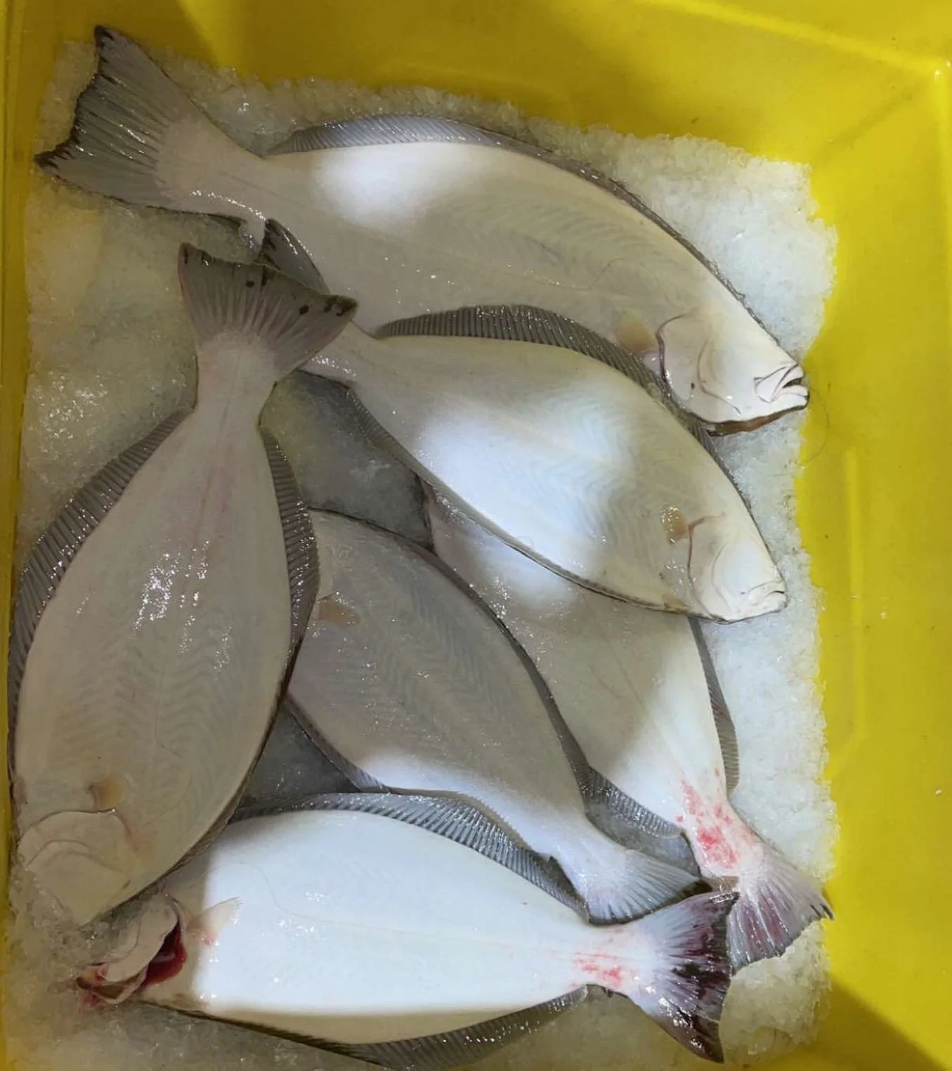 Attention!! We are trying to expand our clientele to more local families! Share our page, turn on post notifications, and get some top quality fish!