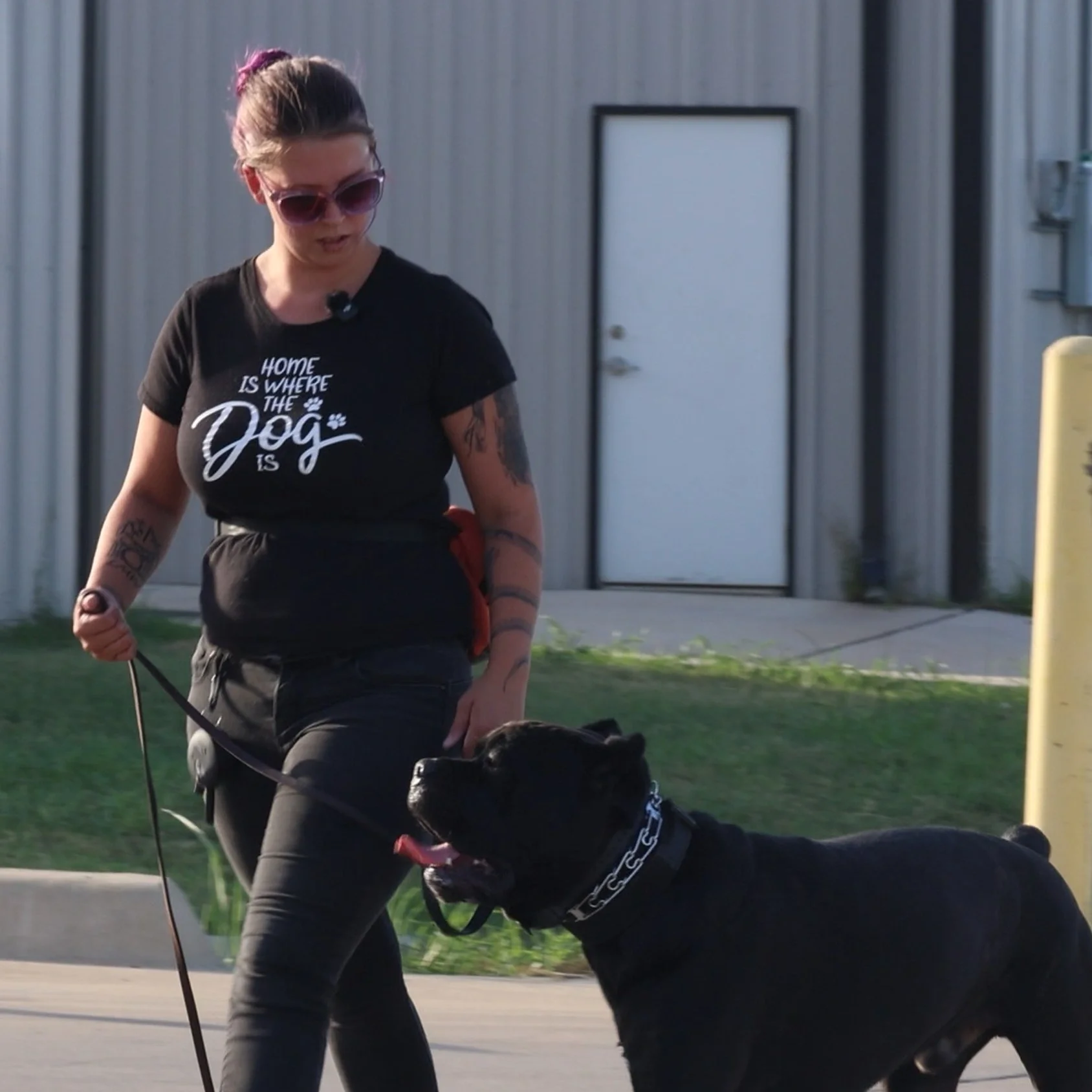 A woman walking a large black dog on a leash outdoors, wearing a black T-shirt with white text and purple sunglasses.
