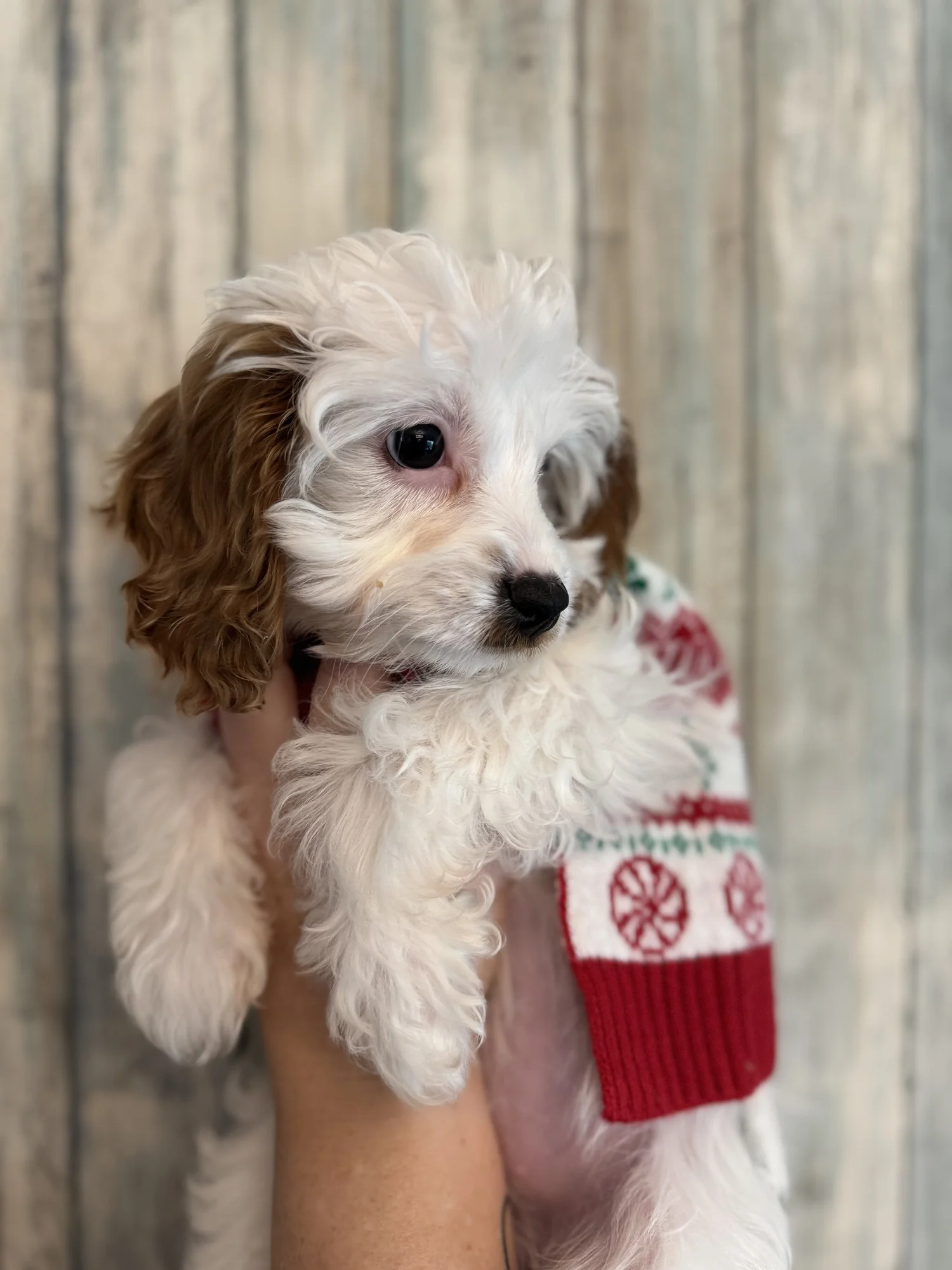 Cookies and cream (Cookie) — Southern California Cavapoos and Doodles