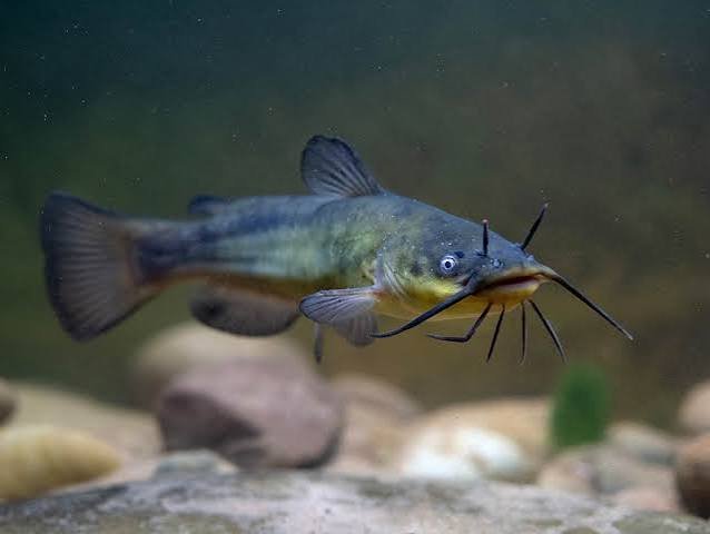 bullhead.jpeg