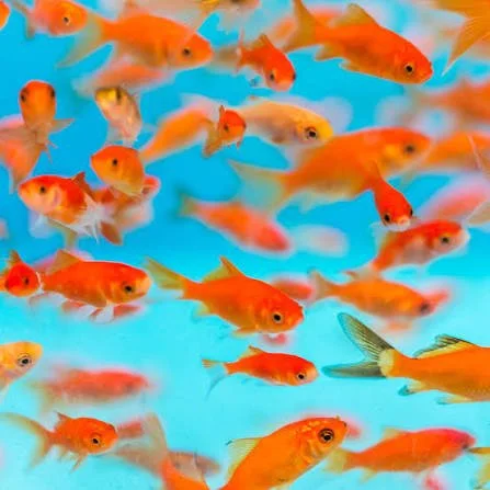 Goldfish1.jpeg