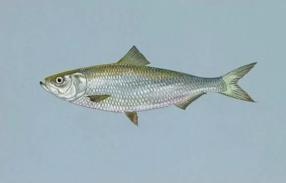 skipjack.jpeg