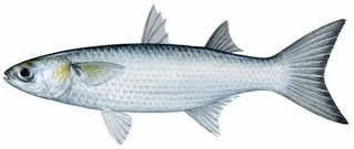 River Cat Combo — Skipjack 3-Pack + Finger Mullet (14 oz)