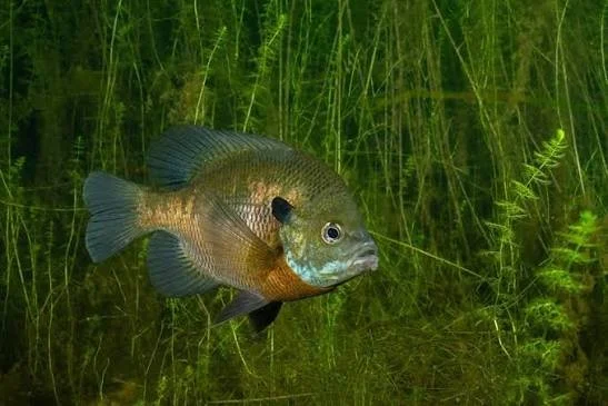 bluegill.jpeg