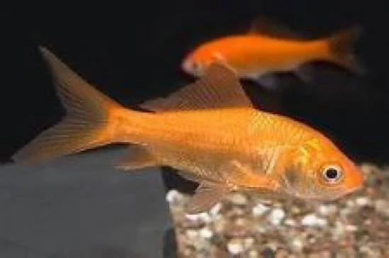 Goldfish2.jpeg