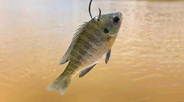 bluegill1.jpeg