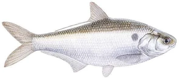 Whole Shad — Large, 16 oz — $19.00