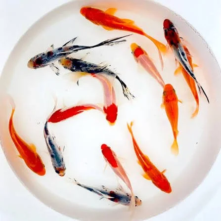 Goldfish.jpeg
