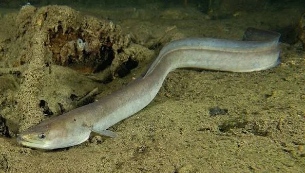 American Eel — 1 lb — $22.00