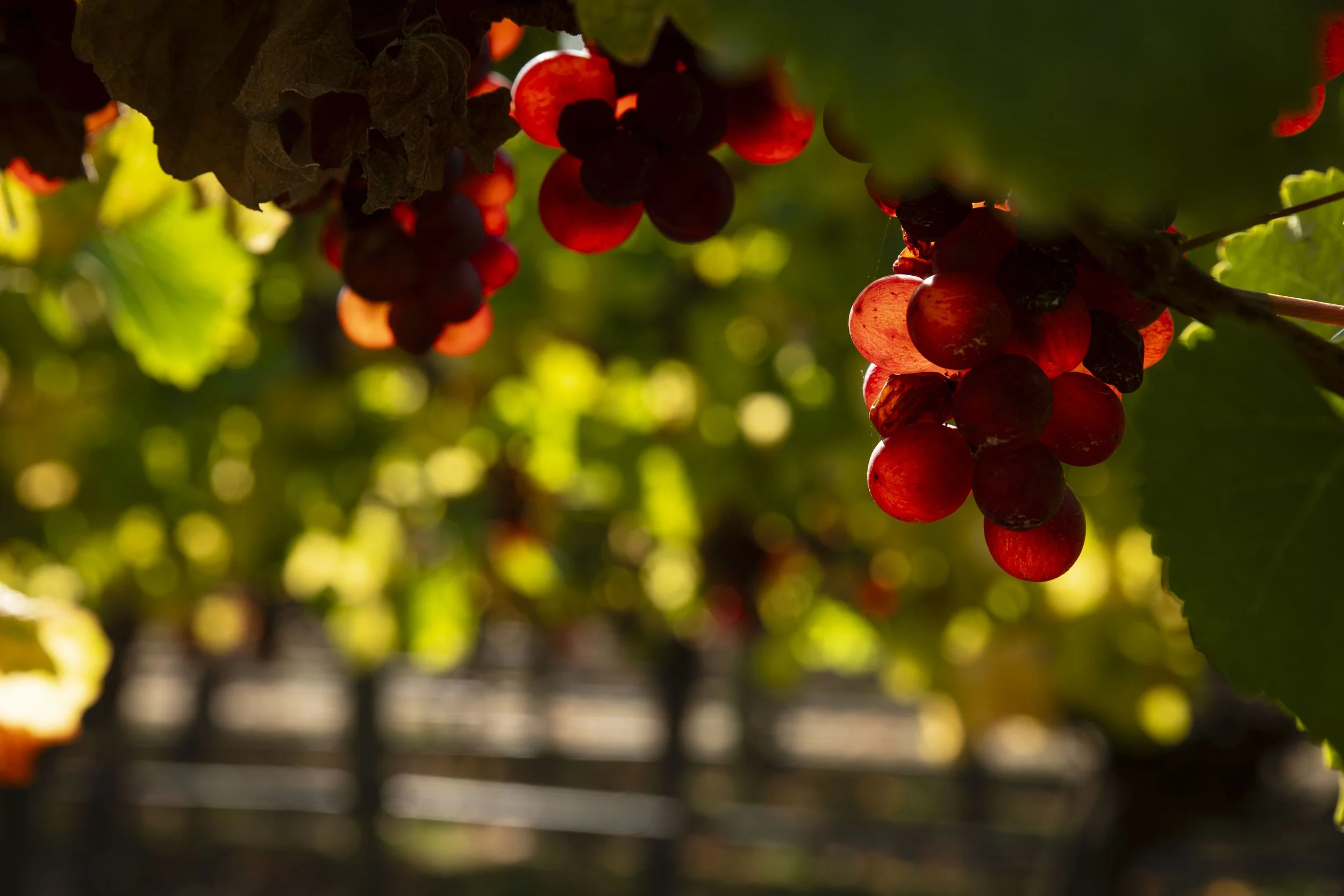 Landscape_Vineyards_Day_©T3NPHOTO_6016.jpg