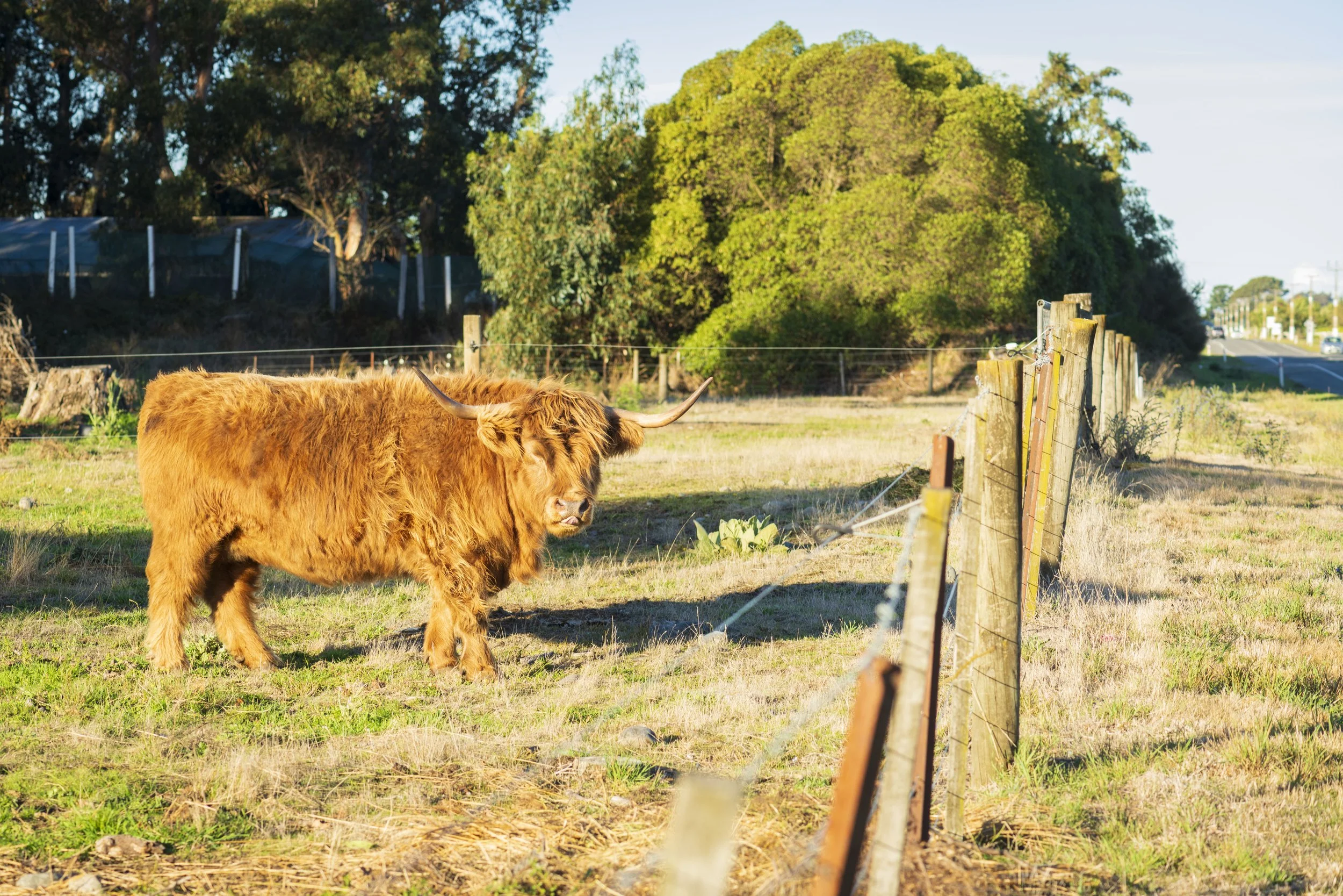 TFC_Cows_©T3NPHOTO_1139.jpg