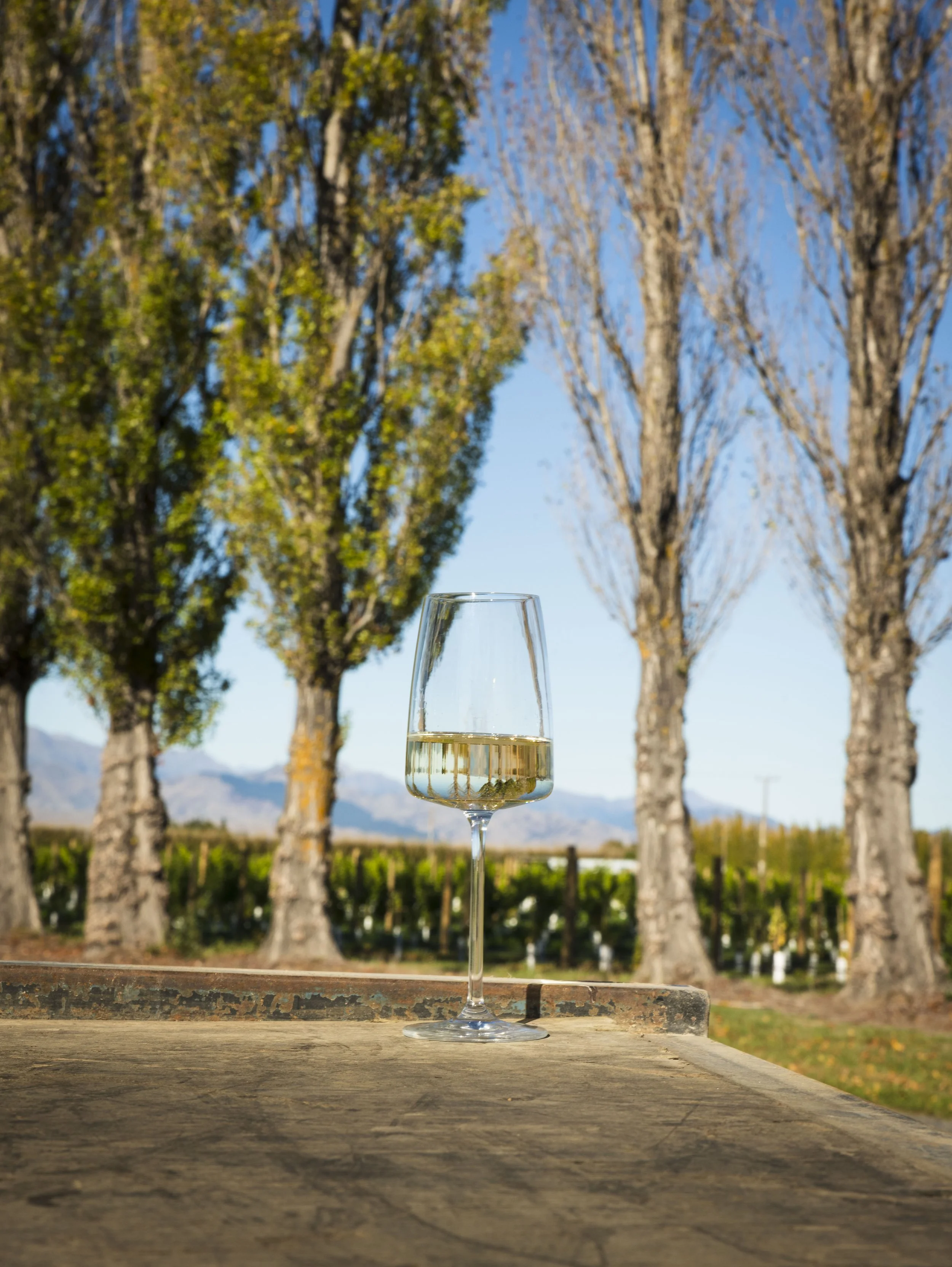 AntMooreWines_SauvignonBlanc2024_©T3NPHOTO_3714.jpg