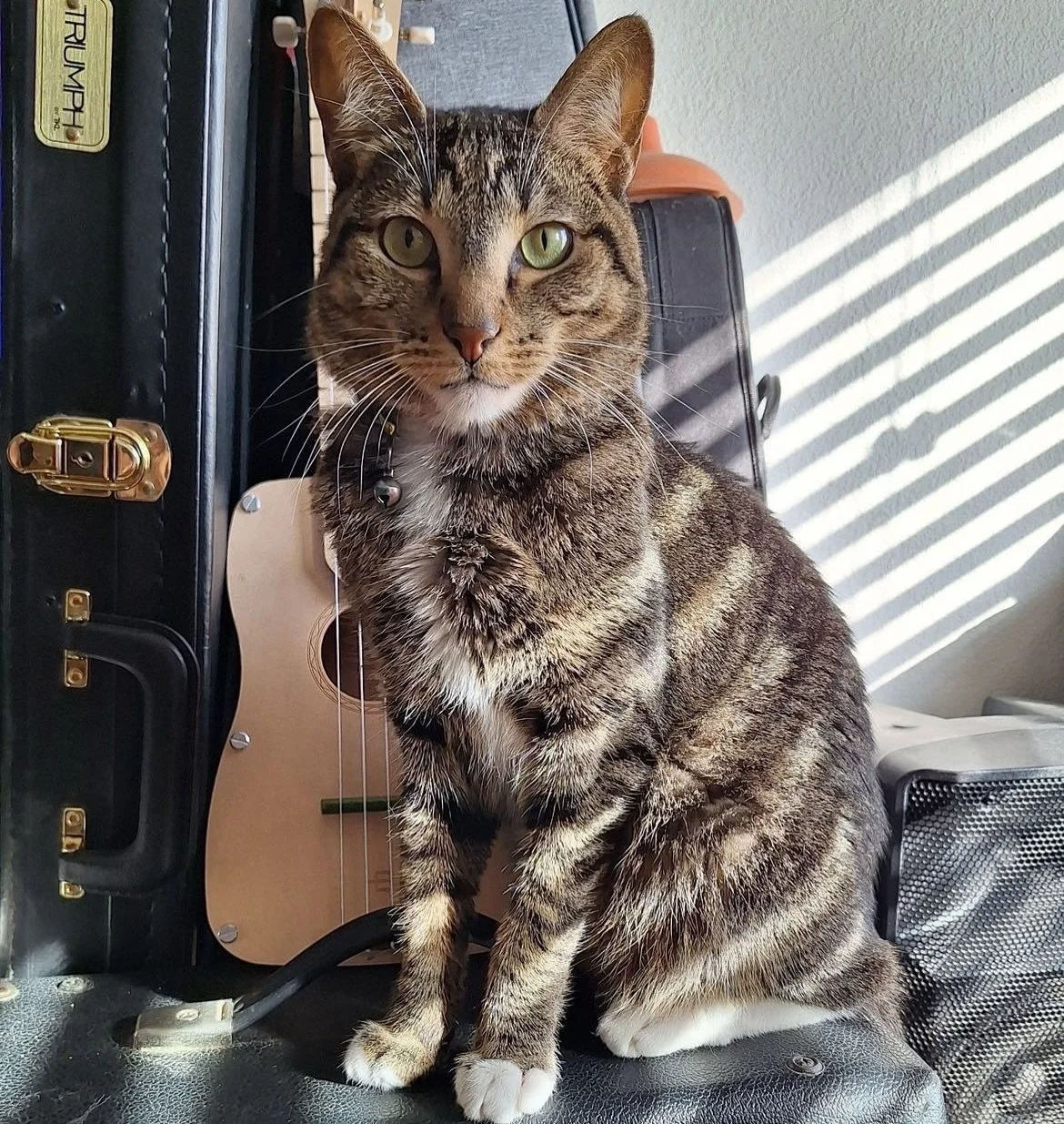 In honor of the second annual Squishy birthday, I must take time to appreciate this goofy ball of chaos.

This past half a year has been a rough one for Squish, he&rsquo;s developed IBD, been at the vet a lot, throwing up a lot, and getting lots of m