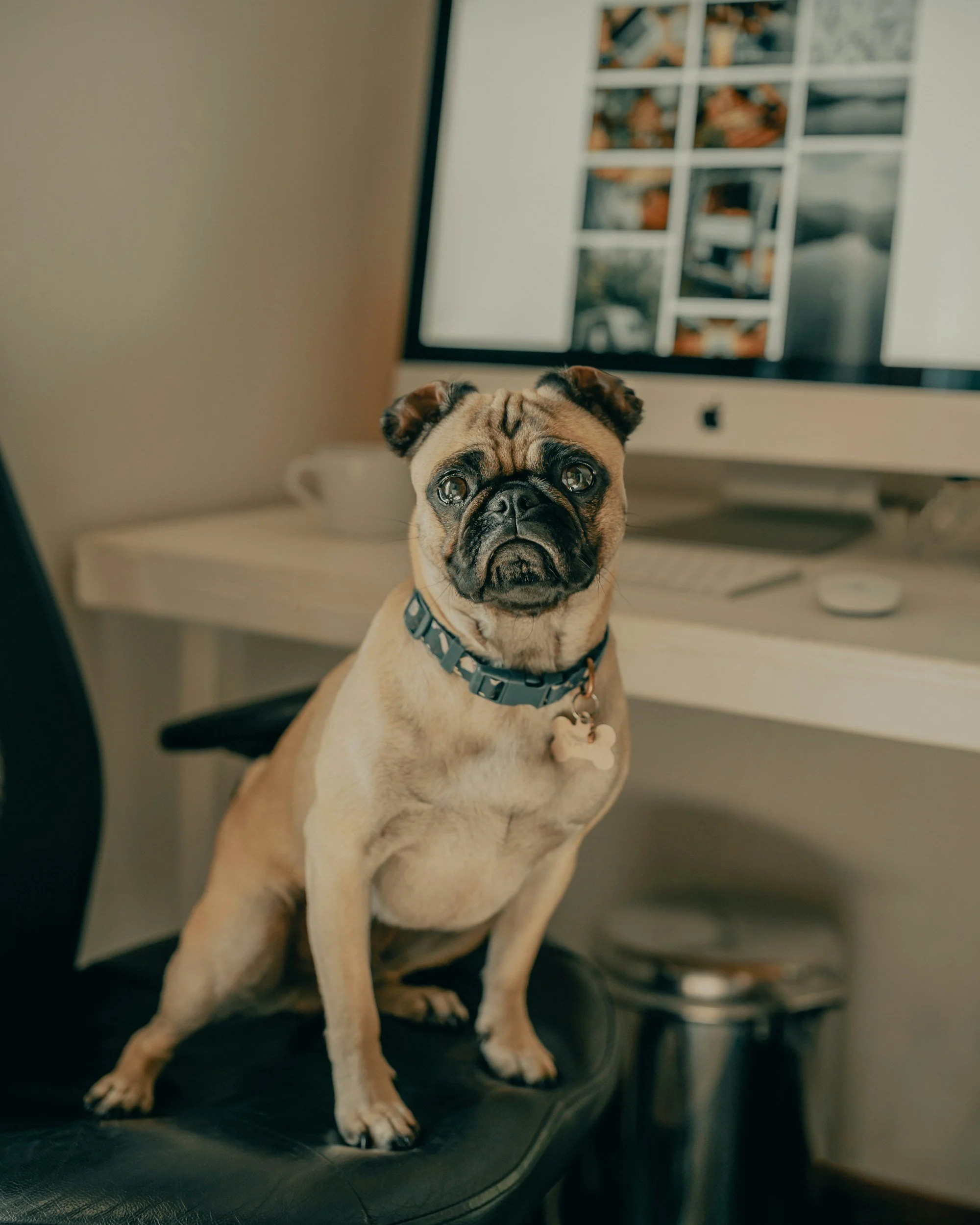 A pug dog sitting on a black office chair in front of a computer monitor in a home office.