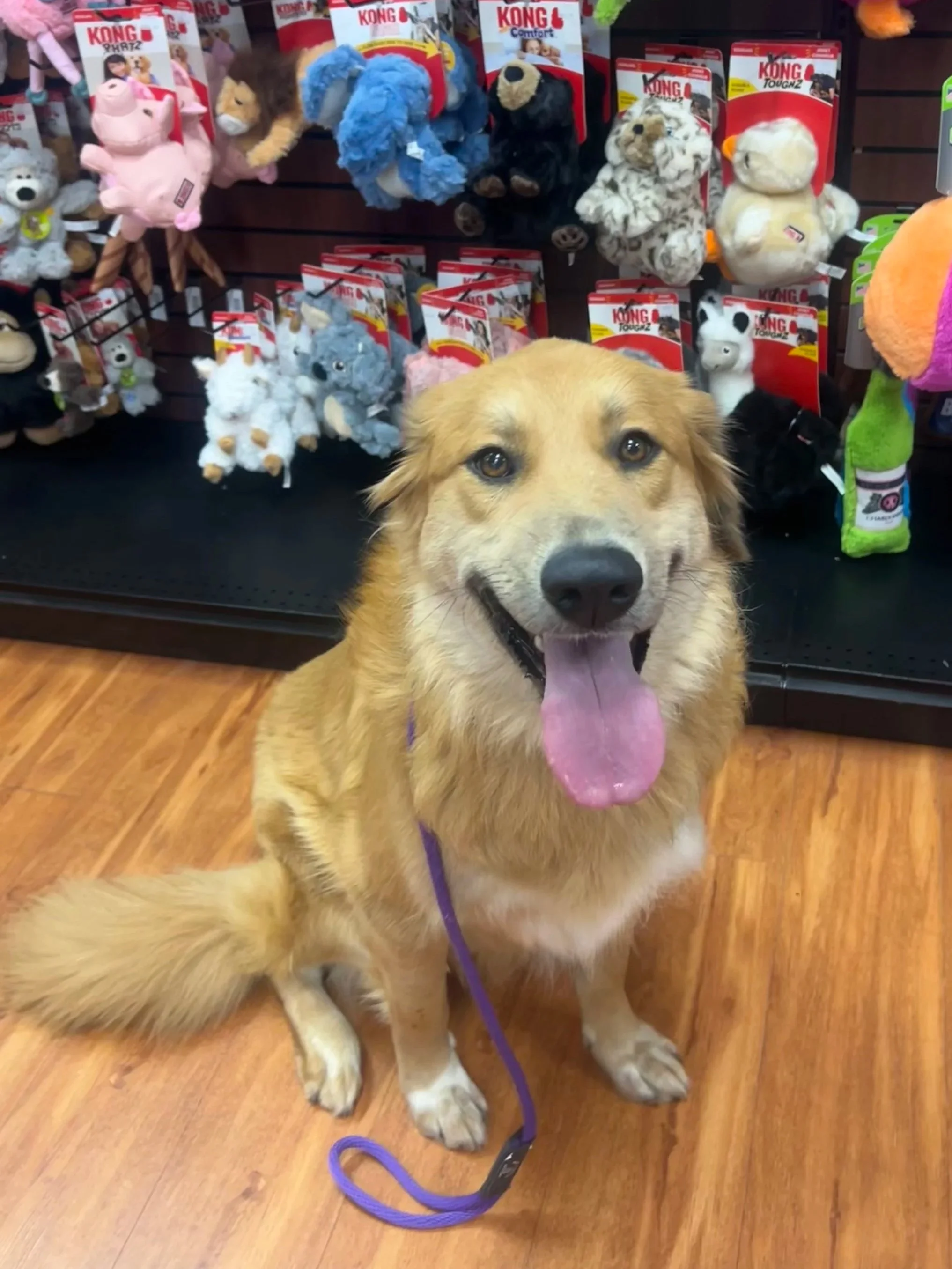 A smiling dog with a purple leash, sitting on a wooden floor in front of shelves with various plush dog toys. Sit stay training at pet store.