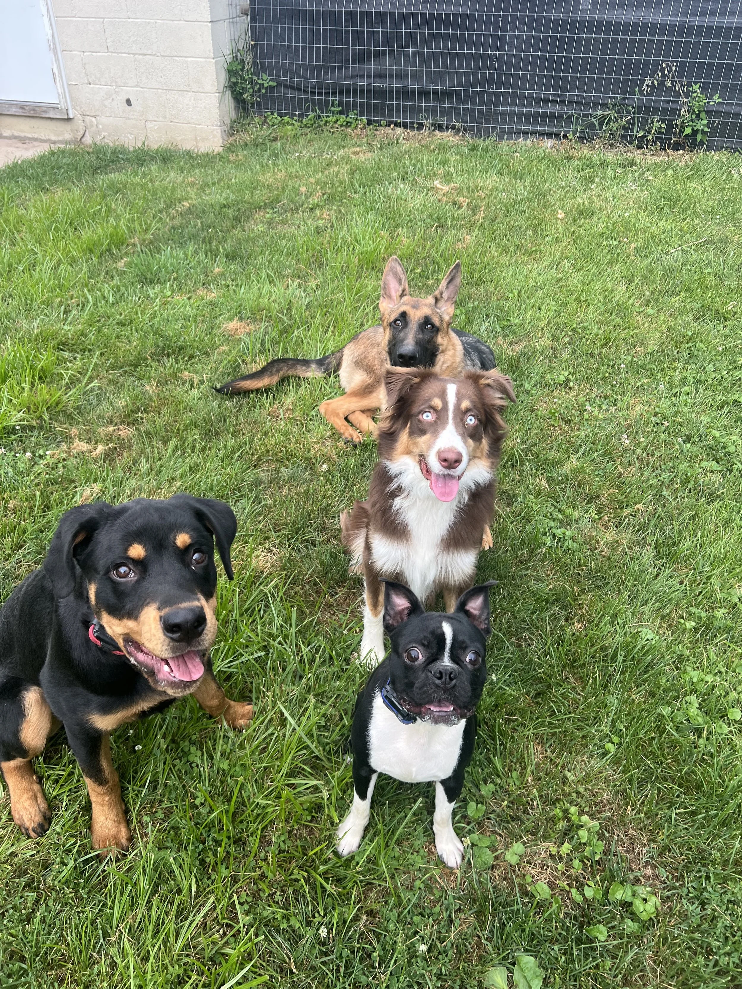 Four dogs sitting on grass in a yard, staying in training