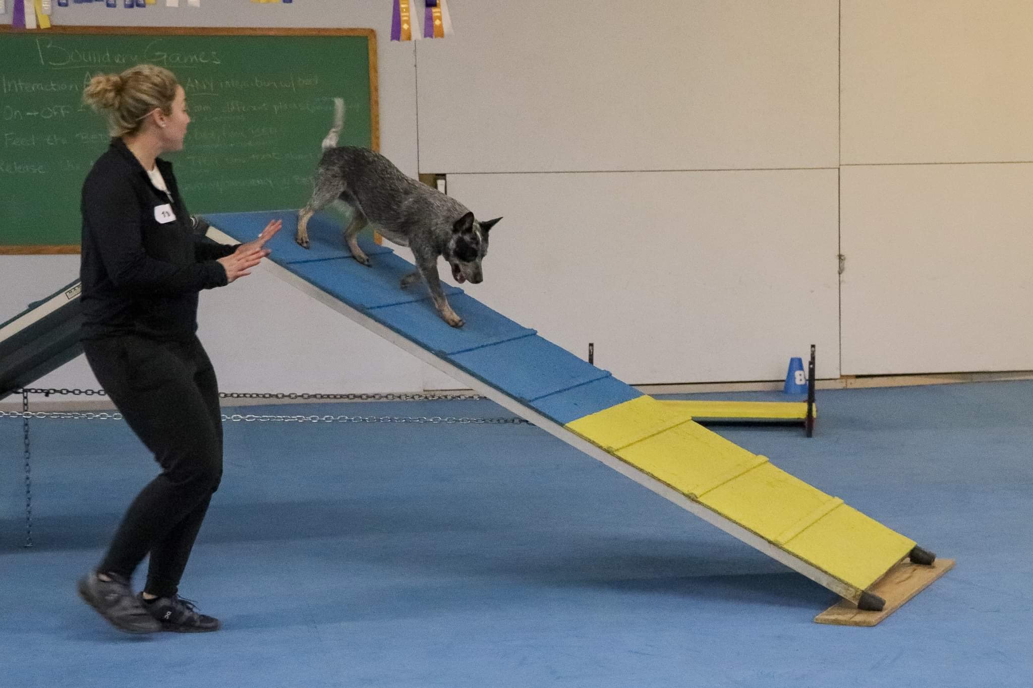 A woman in black clothing assisting a dog on a blue and yellow ramp during an indoor dog training or agility session.