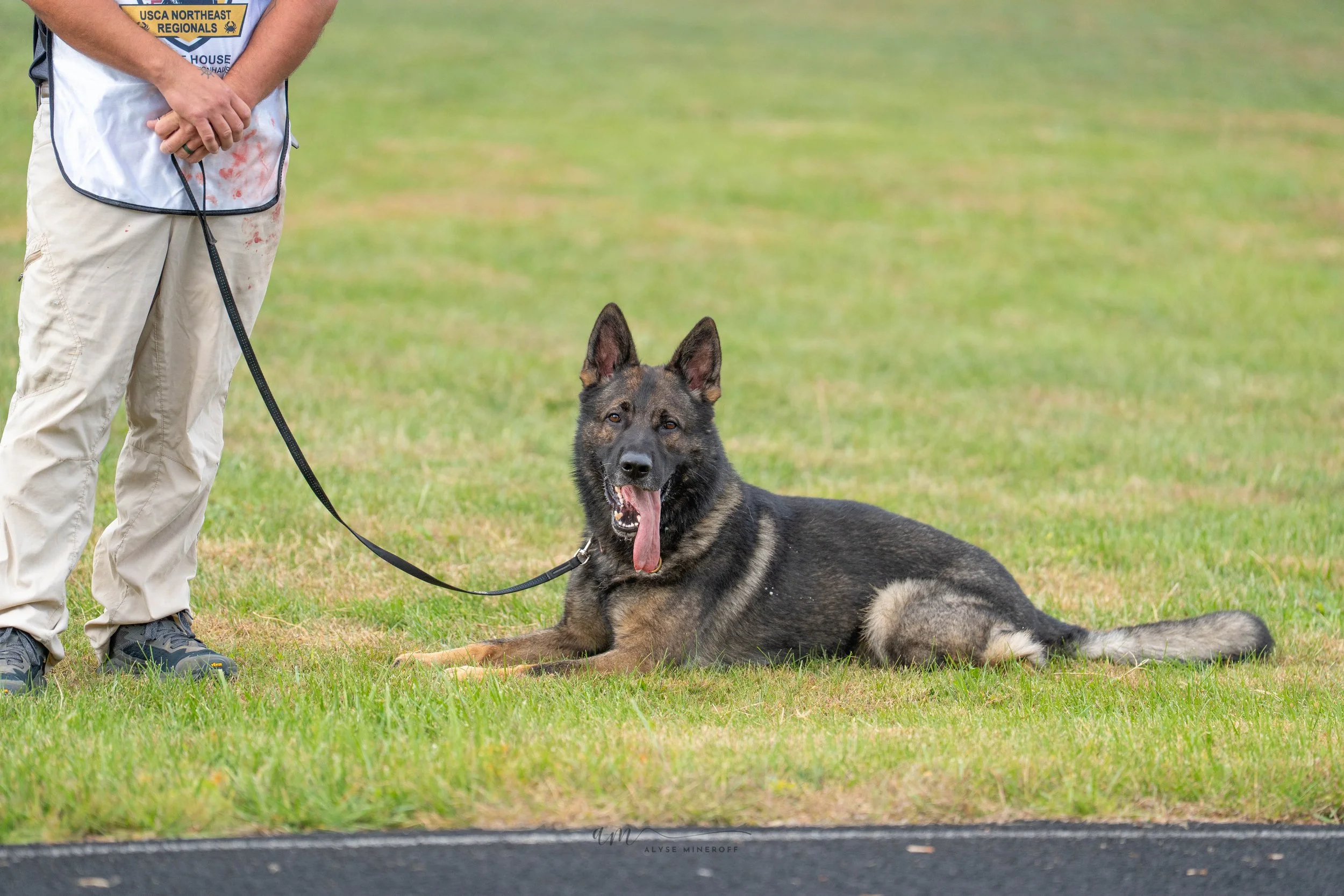 A German Shepherd laying on grass next to a person holding its leash, with a sign in the background indicating an event, likely a dog training or competition.