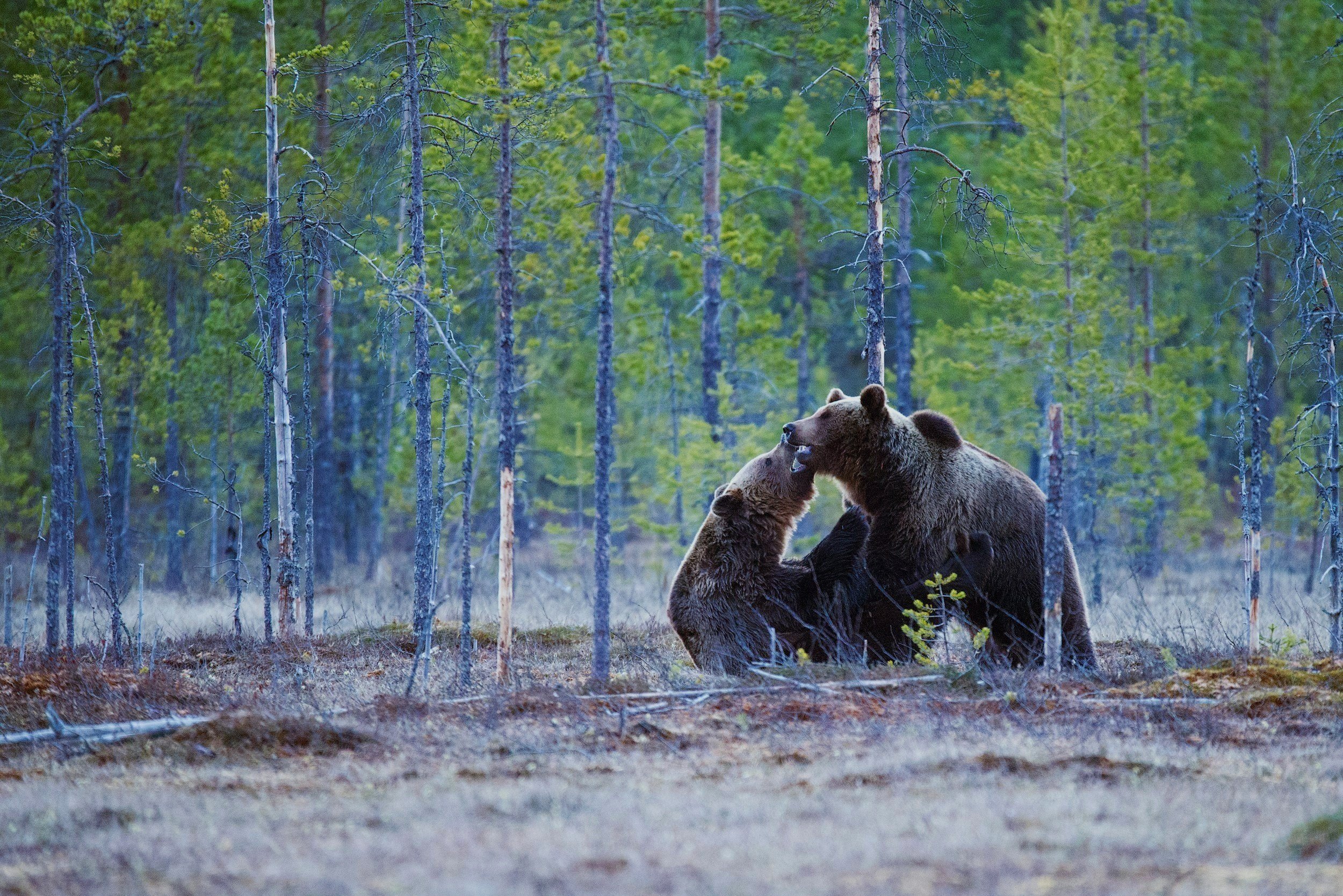 Grizzly Bears Wrestling