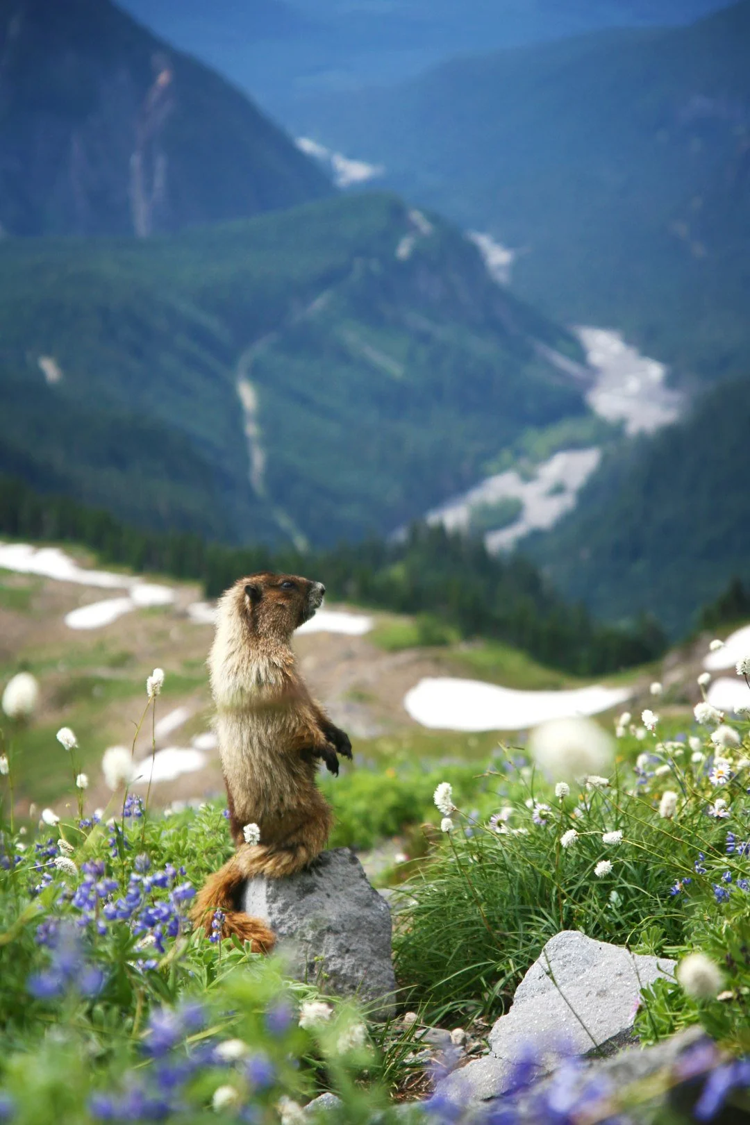 Marmot Looking Over Beartooth Pass.jpeg