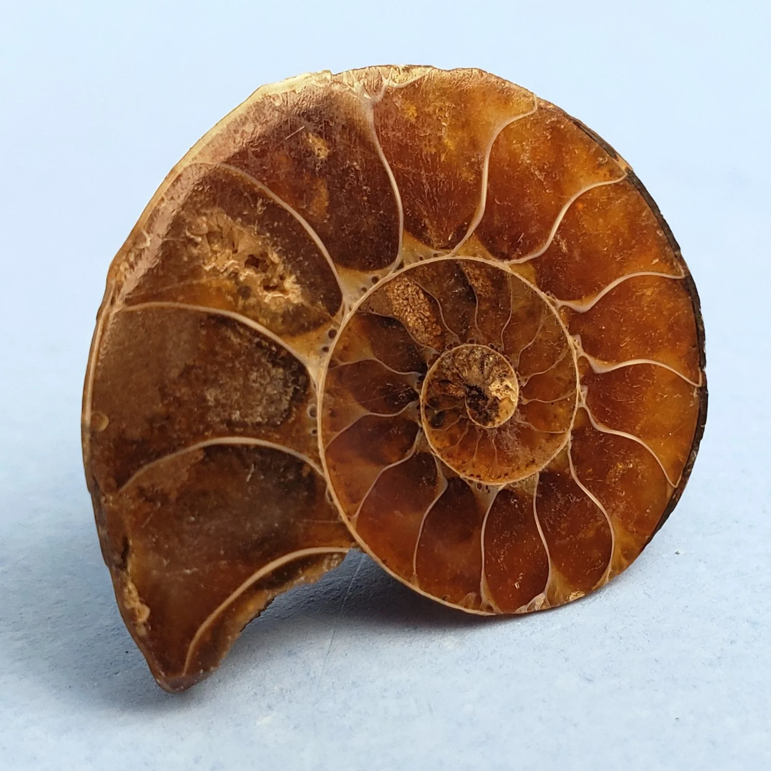 Close-up of a spiral ammonite fossil with brown and orange coloration on a light background.