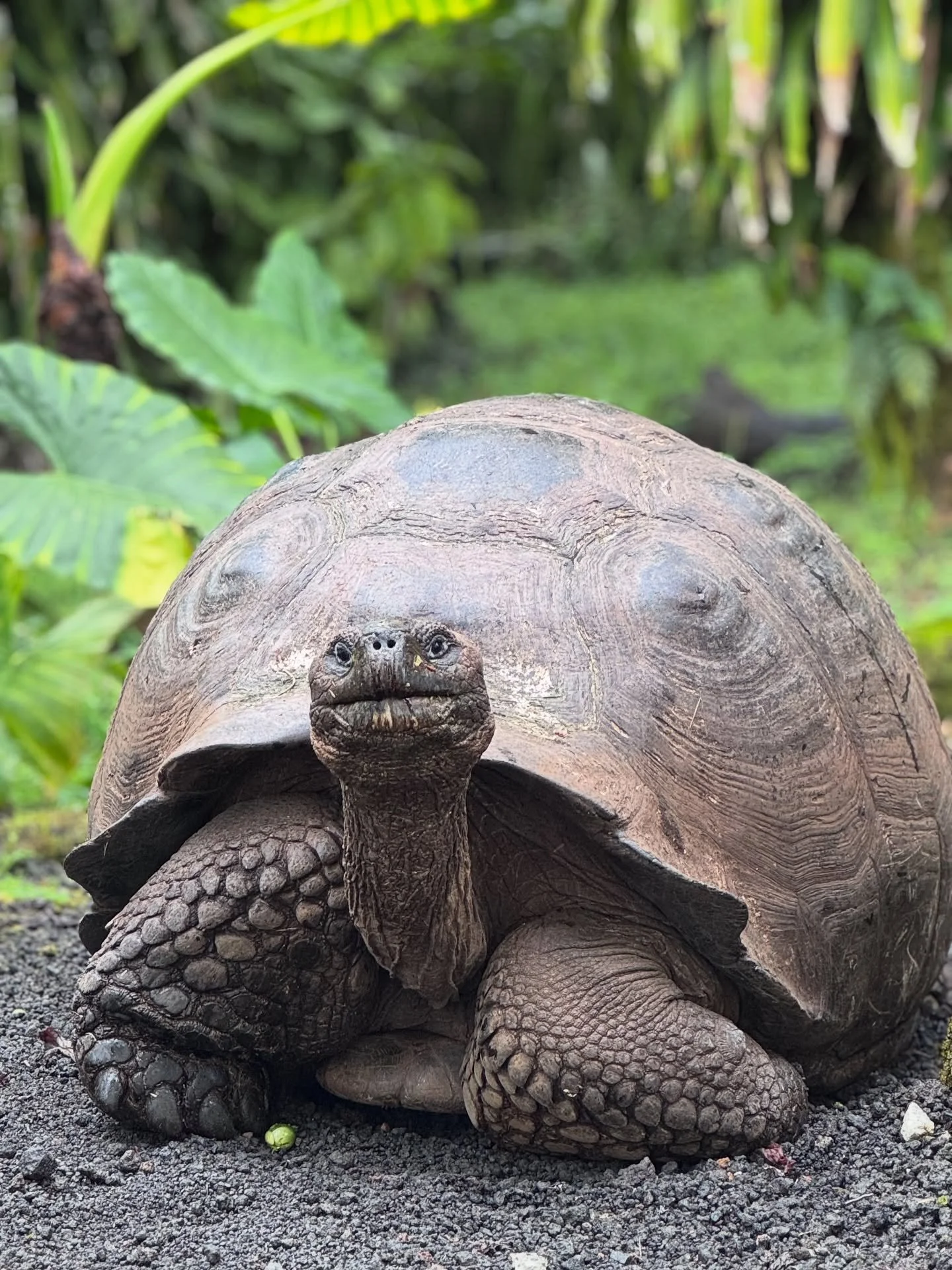 So far 🫶🏼
It&rsquo;s only day 2 and it&rsquo;s MAGICAL 

Follow your Light yoga retreat in the Galapagos 🐢
@burns.kimberlee @msmithnh @annerothwell21 @lisa_oma77 @lexichase @cacaseyrn @hdlee14 @kimswiler @michhe_32 @susan.stibler @juliehowf @mwork