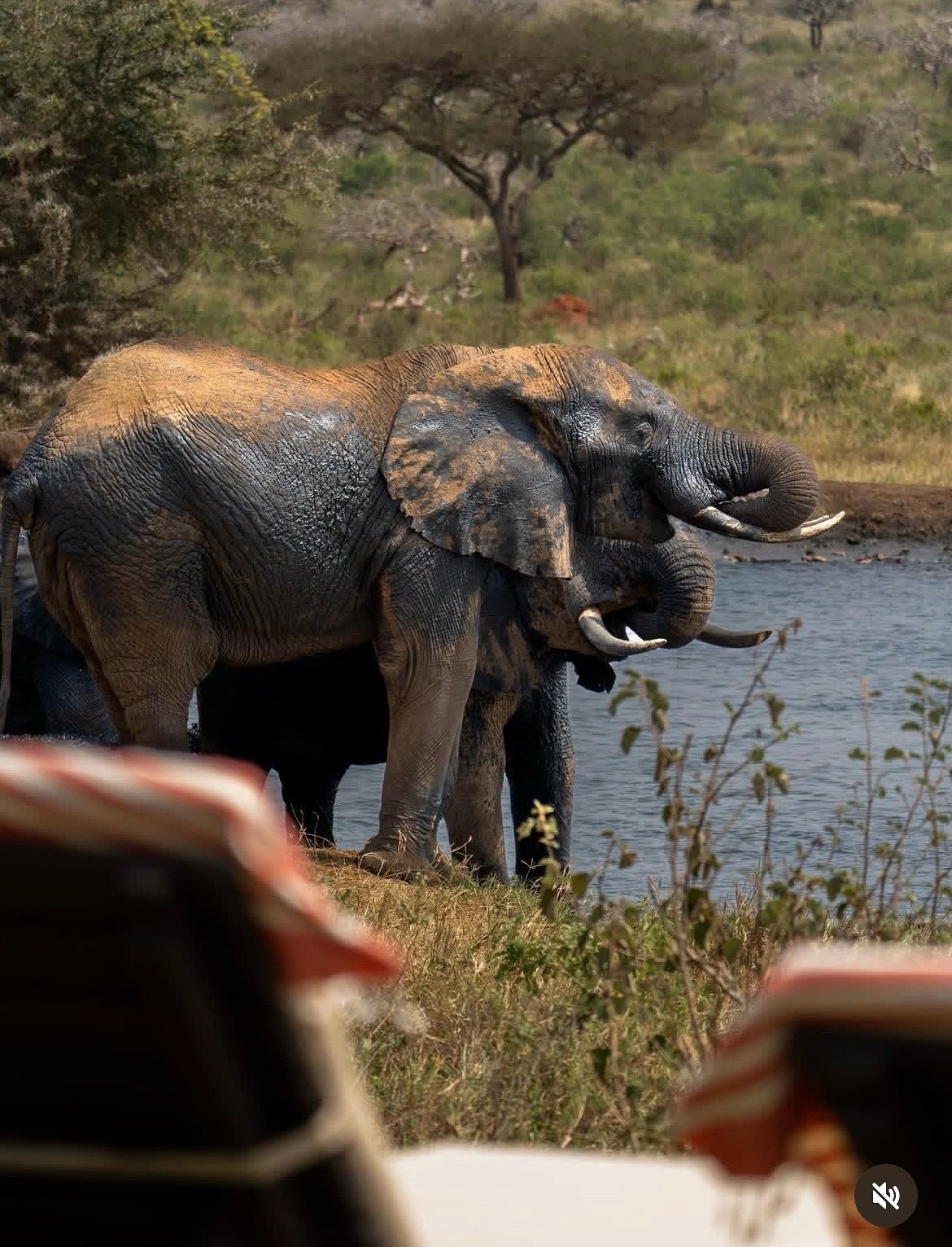 If yoga
Crystal blue waters
White sands
Giraffes
Lions
Monkeys 
Sea turtles 
Open air living
Giving back
Are your thing then get ready for my next retreat adventure to KENYA! 🇰🇪 

Follow your Light in Kenya February 19th-28th, 2026
I can keep showi