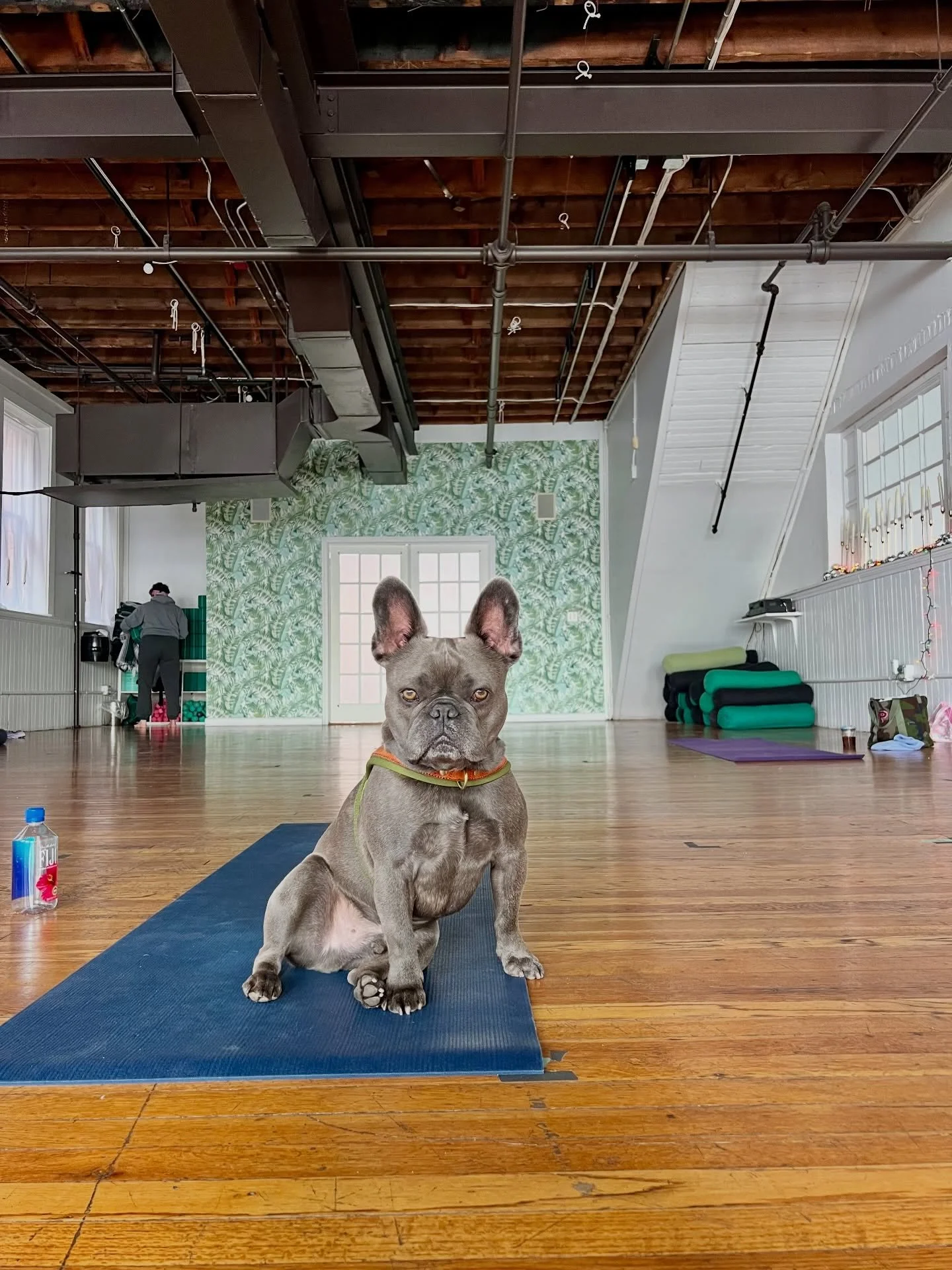 (Caption the face 🐶)

A little shout out to my most favorite boy in the world, my little Yogi Maverick. No one does the dancing Sphinx pose as good as you!

Pictured: stealing Ann&rsquo;s mat 🧘🏼&zwj;♀️ 

#yogadogs #frenchieofinstagram #yogawithmyd