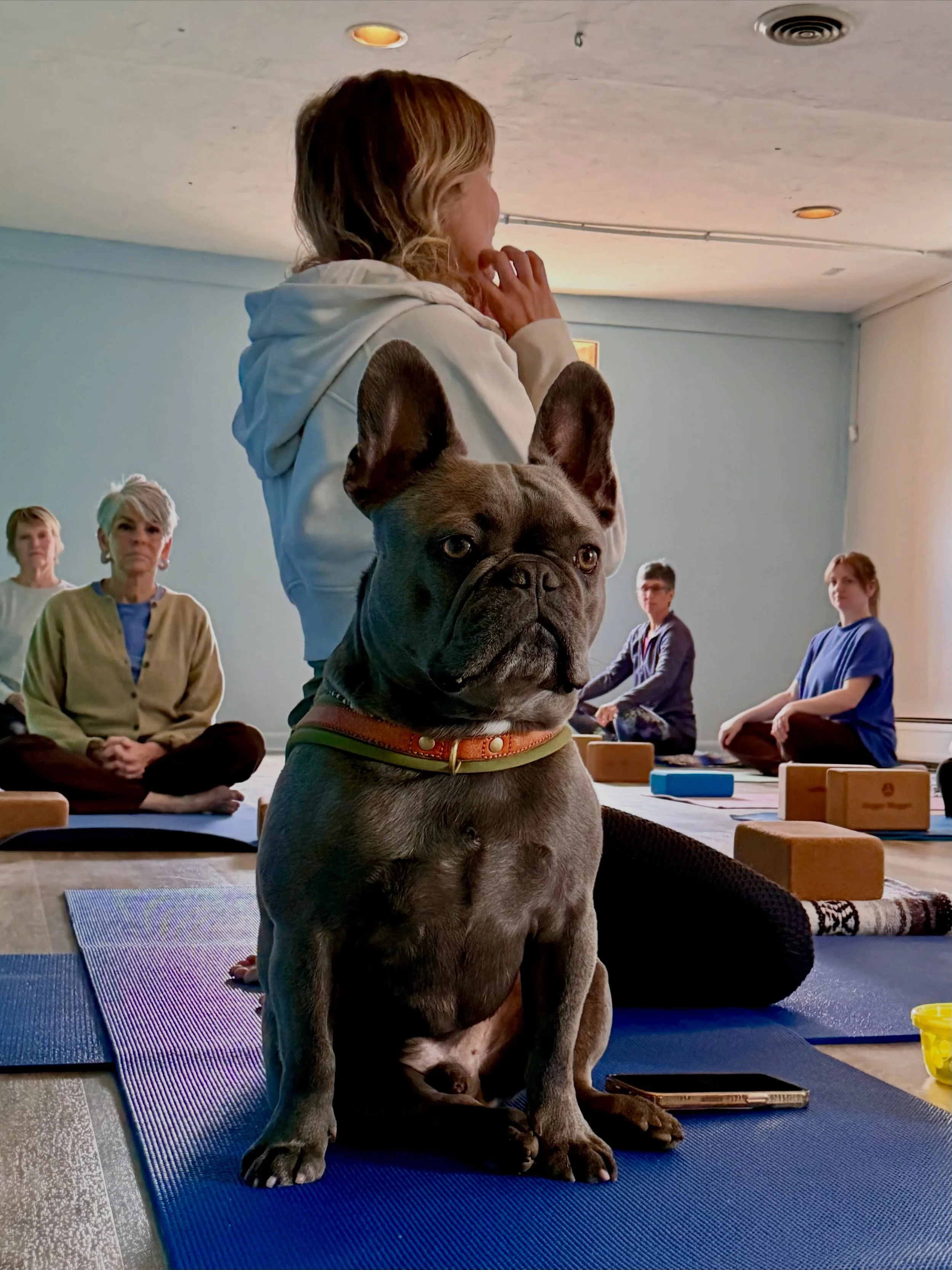 Monday feel good moments 🧘🏼&zwj;♀️ 

So grateful for this little life of mine. My yoga, my community, my baby Maverick. 

Can we start a trend where all of our posts and stories for a while are just sweet animals? Please please 🙏 😉 

#puppyyoga #