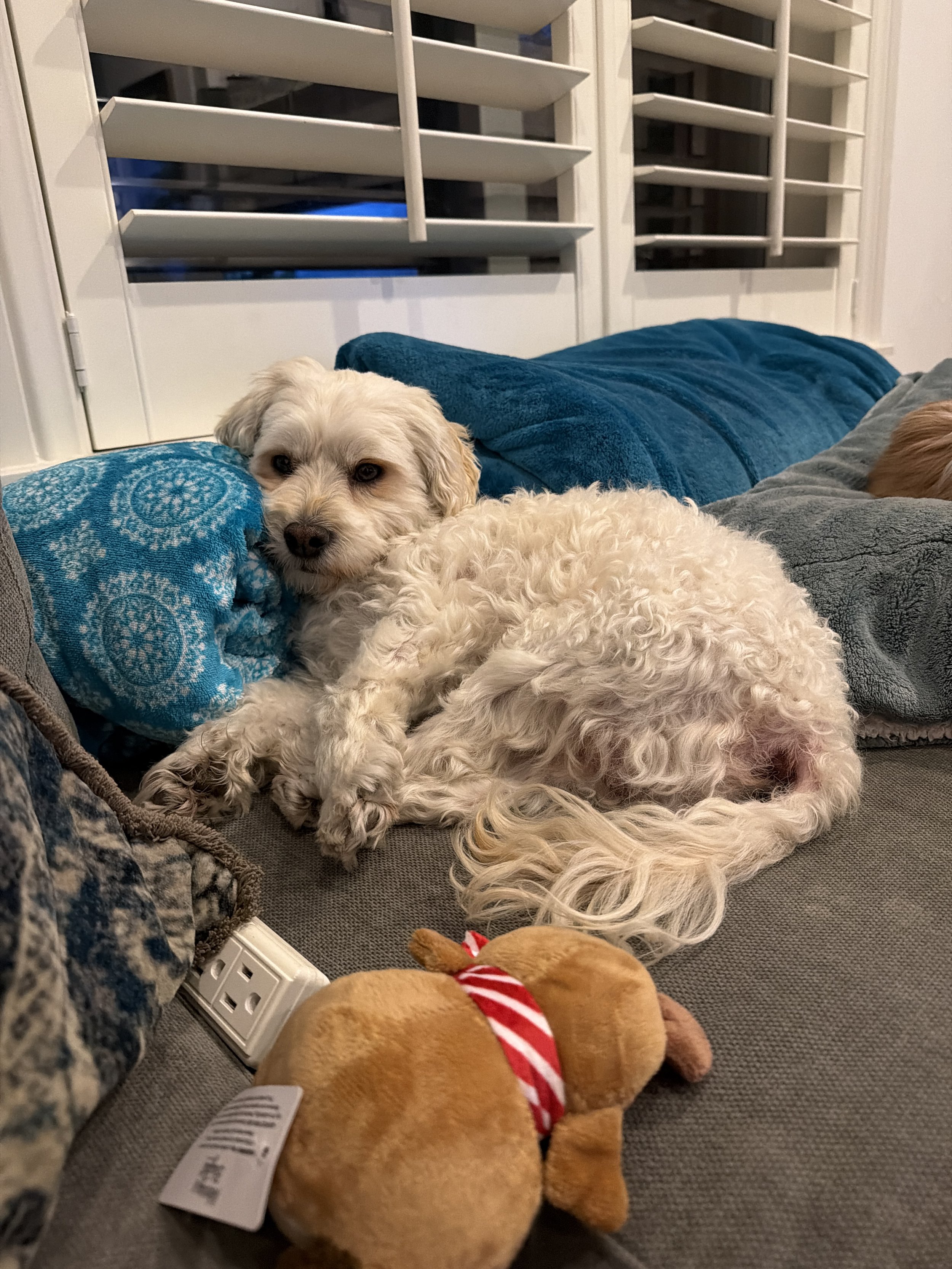Meet Teddy: Empowered Psychiatry’s New Therapy Dog