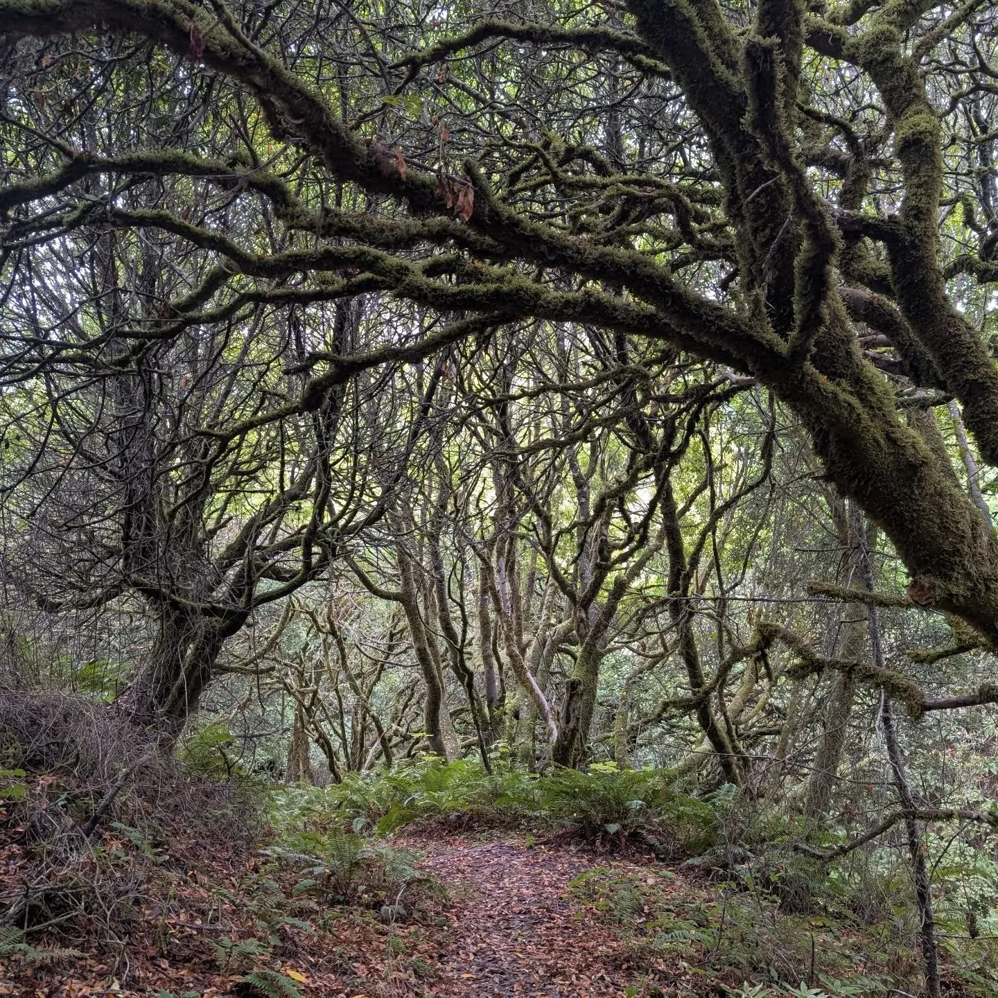 I'm in northern California this week. I took this photo in Point Reyes, just outside of Bolinas. Magical trees. They could have shot The Wizard of Oz here.