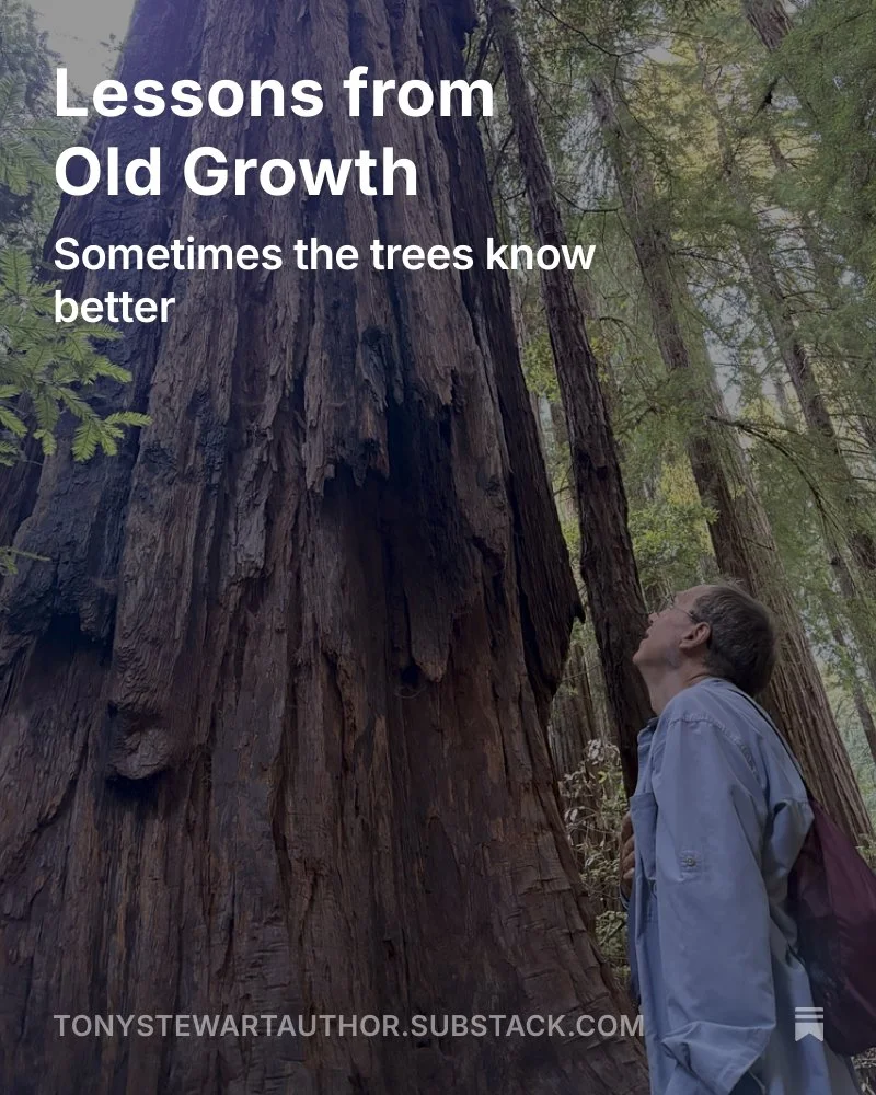 My latest Substack story explores the intersection between redwoods, book marketing and the meaning of life. These lessons mean a lot to me. Take a look and let me know if you agree.
https://open.substack.com/pub/tonystewartauthor/p/lessons-from-old