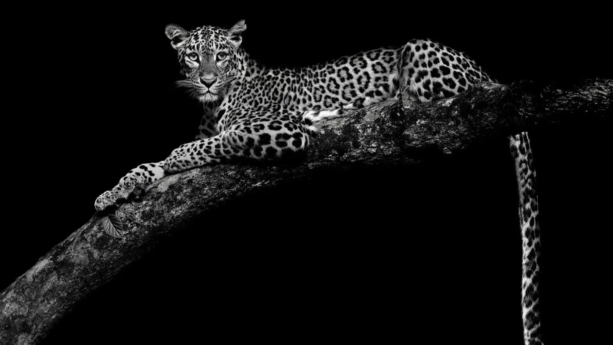 Black-and-white-Leopard-limited-edition-photograph%25252B.jpg