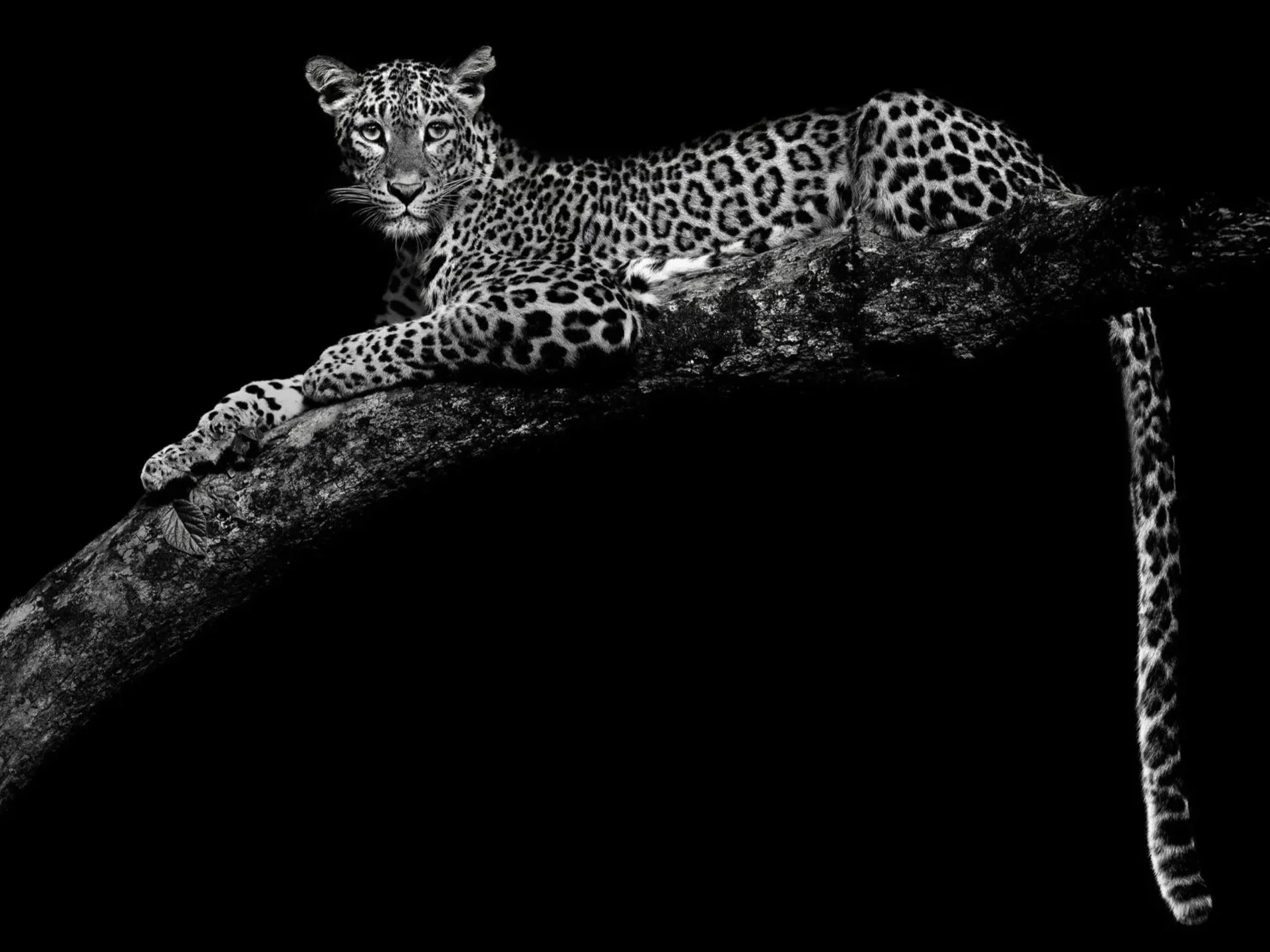 Black-and-white-Leopard-limited-edition-photograph%25252B.jpg