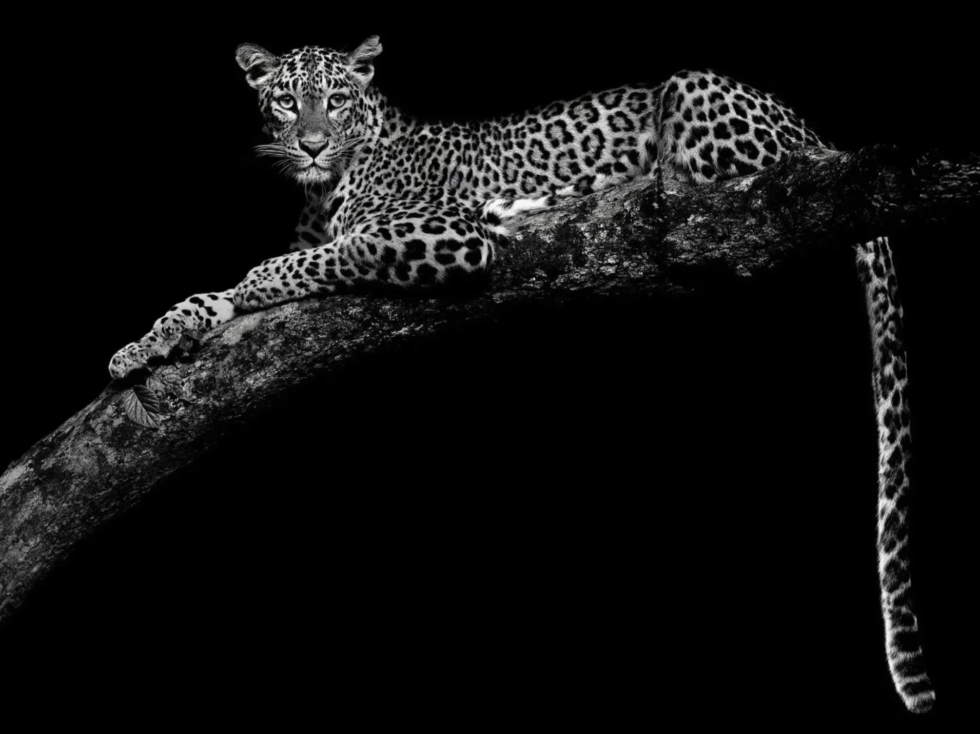 Black-and-white-Leopard-limited-edition-photograph%2525252B.jpg